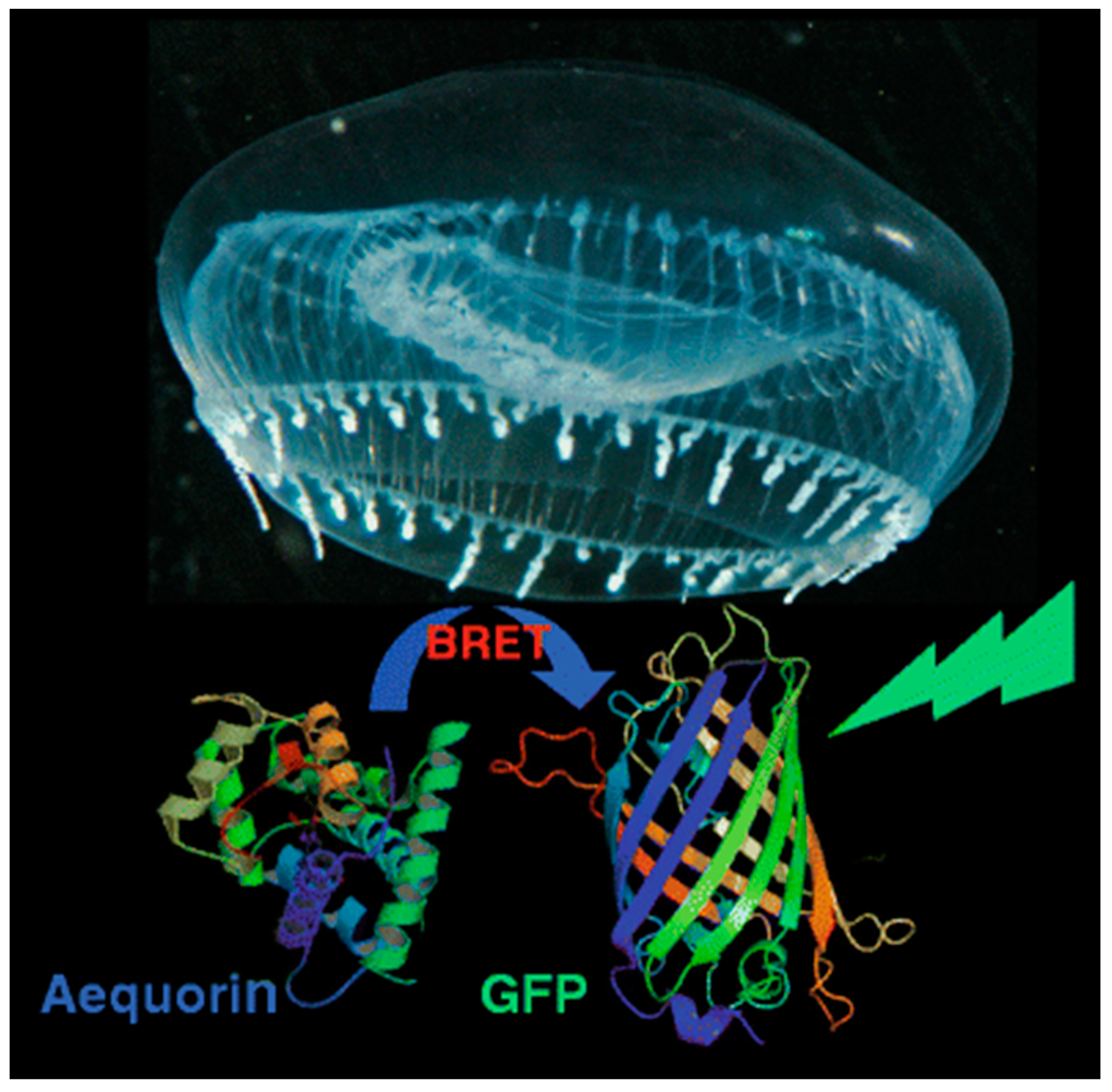 Biosensors 09 00076 g002