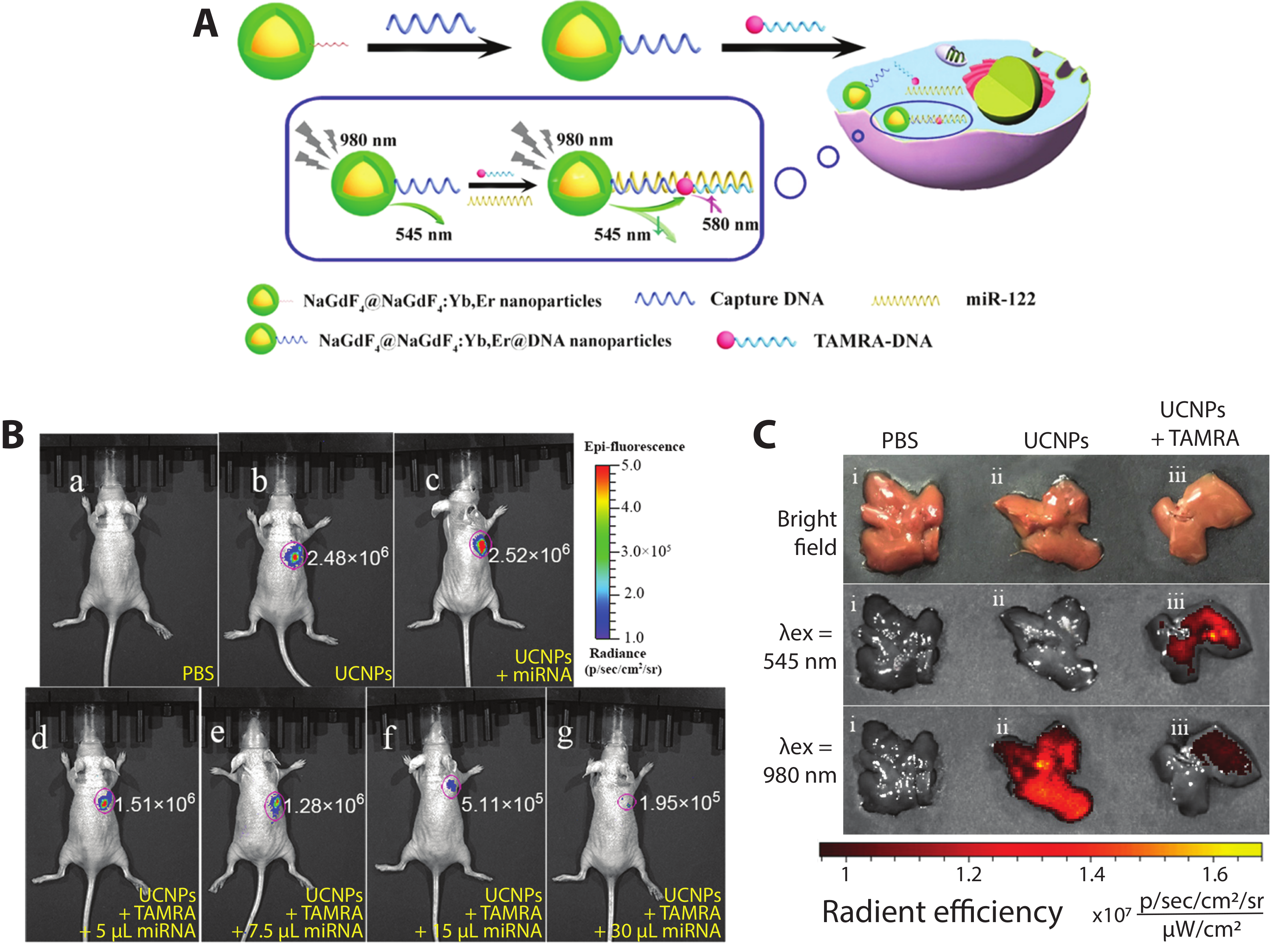 Biosensors 09 00076 g008