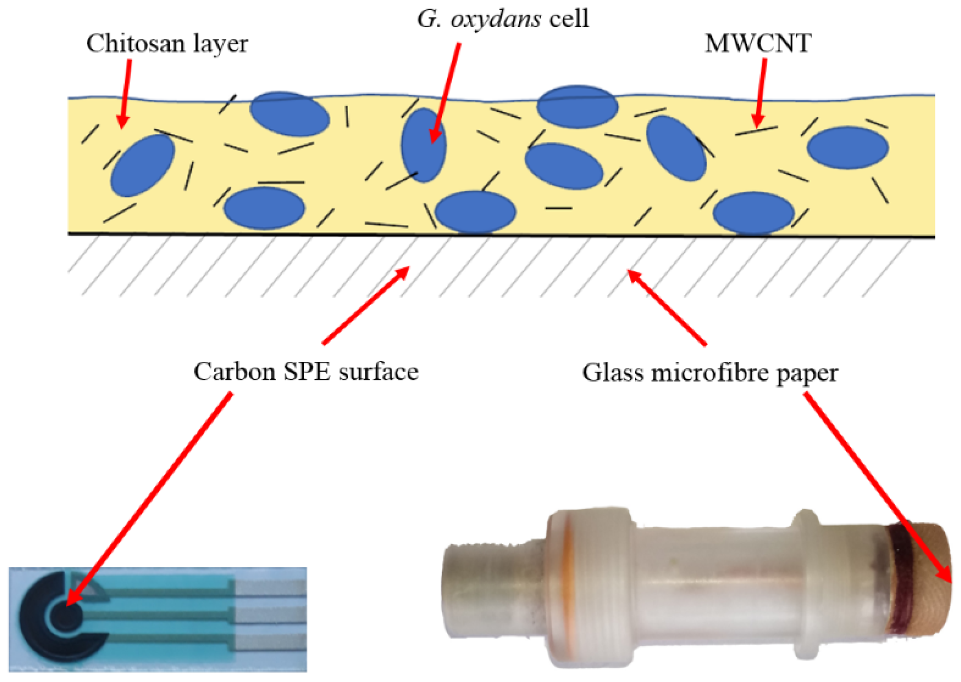 Biosensors 09 00137 g001
