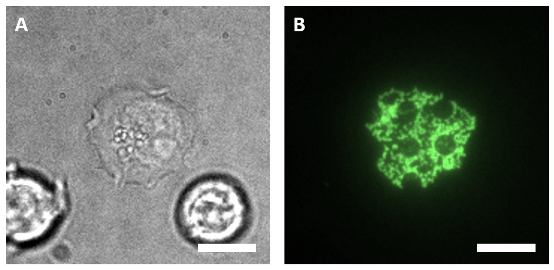 Biosensors 10 00003 g004