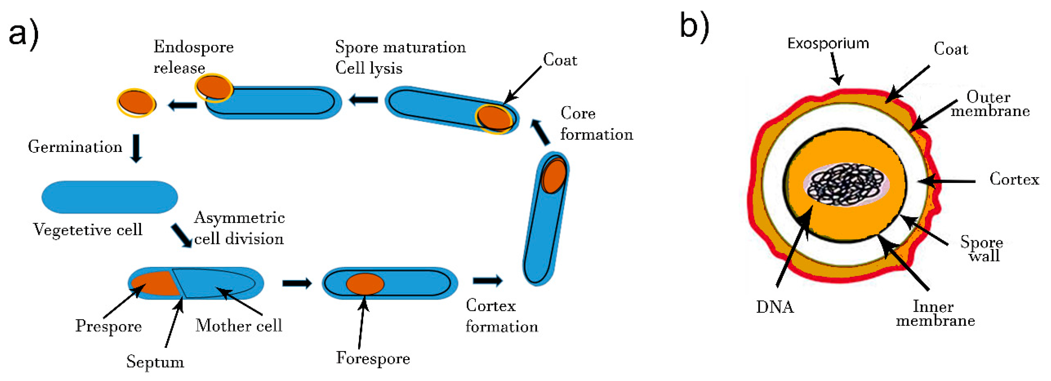 Biosensors 10 00015 g001
