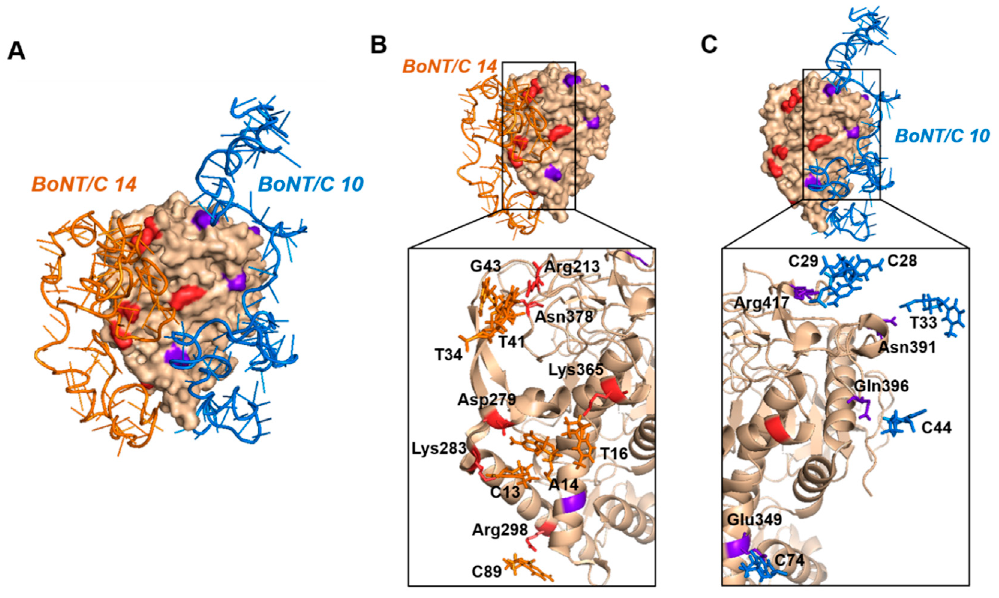 Biosensors 10 00098 g002