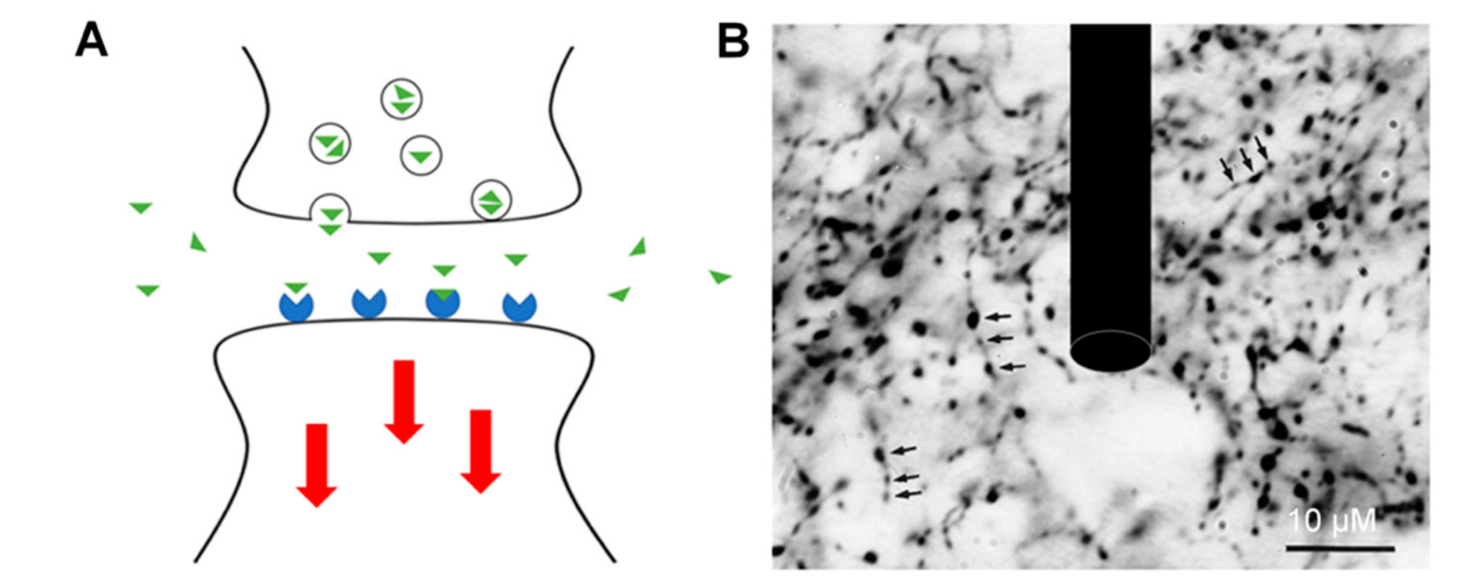 Biosensors 10 00101 g001