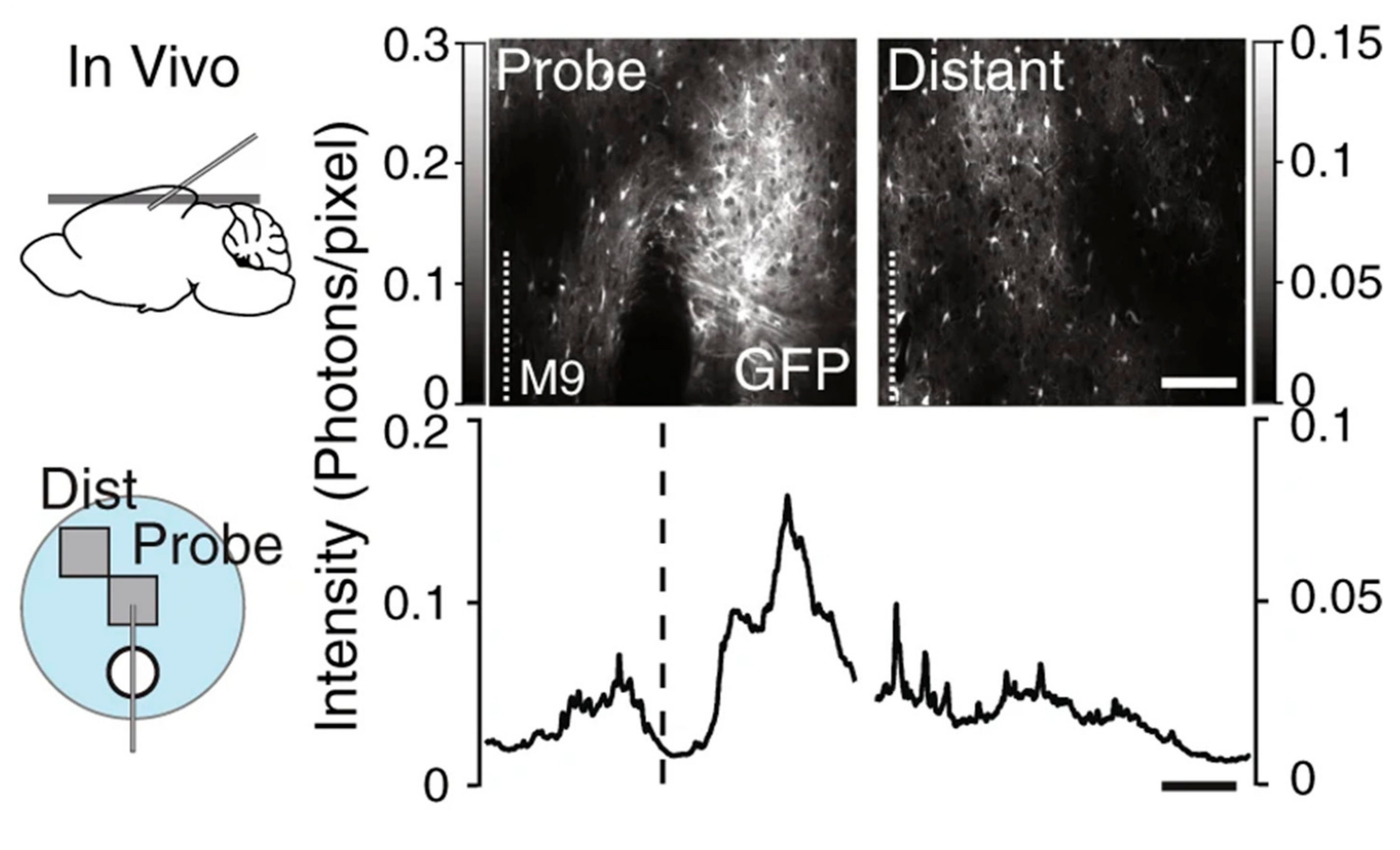 Biosensors 10 00101 g012