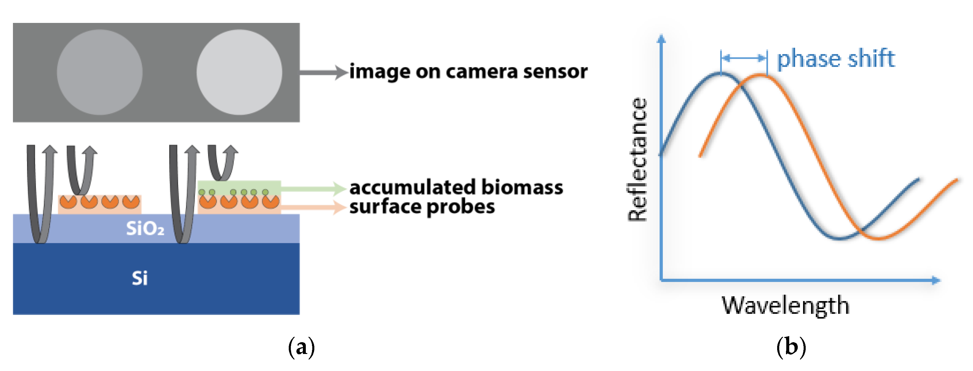 Biosensors 10 00158 g002 Biosensors 10 00158 g002