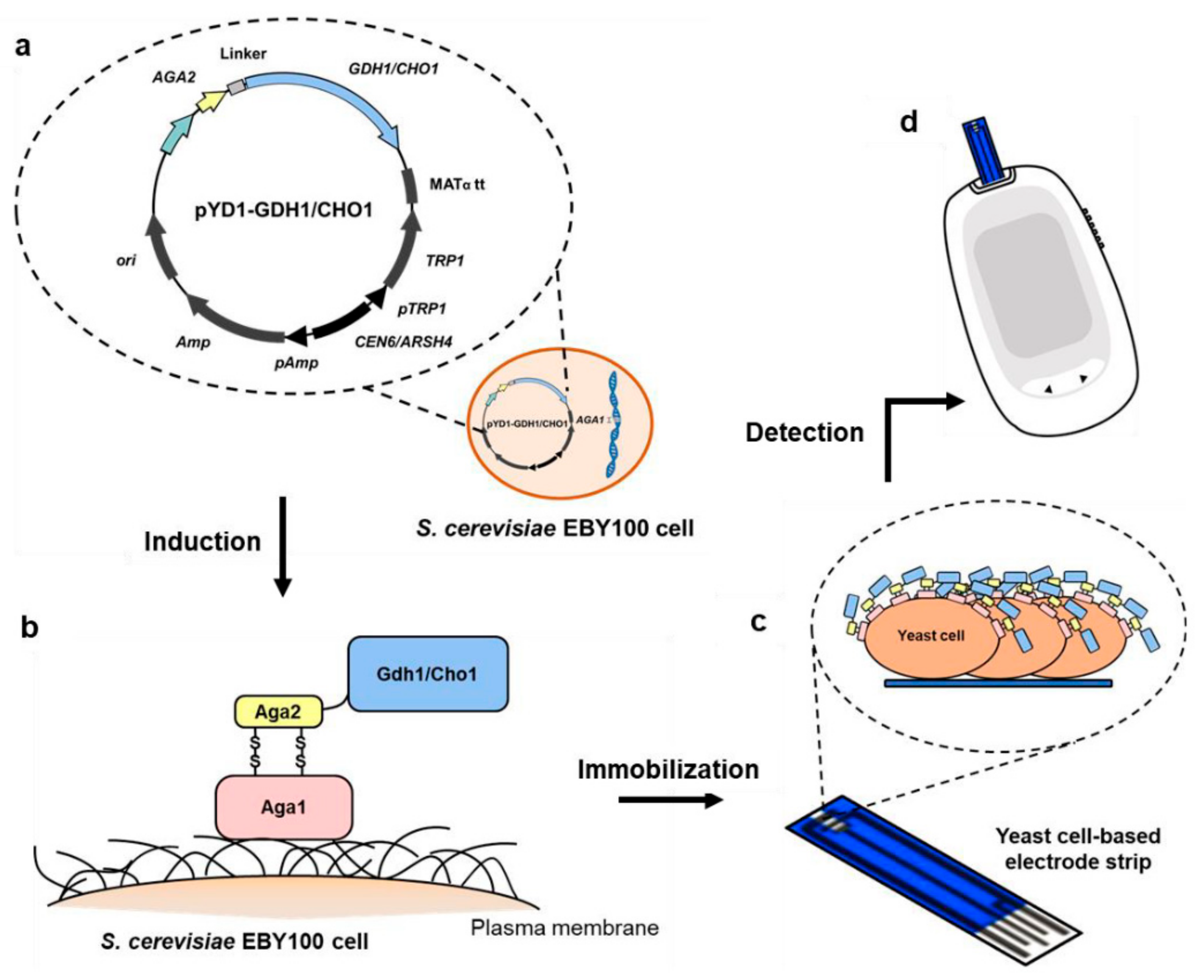 Biosensors 11 00013 g001