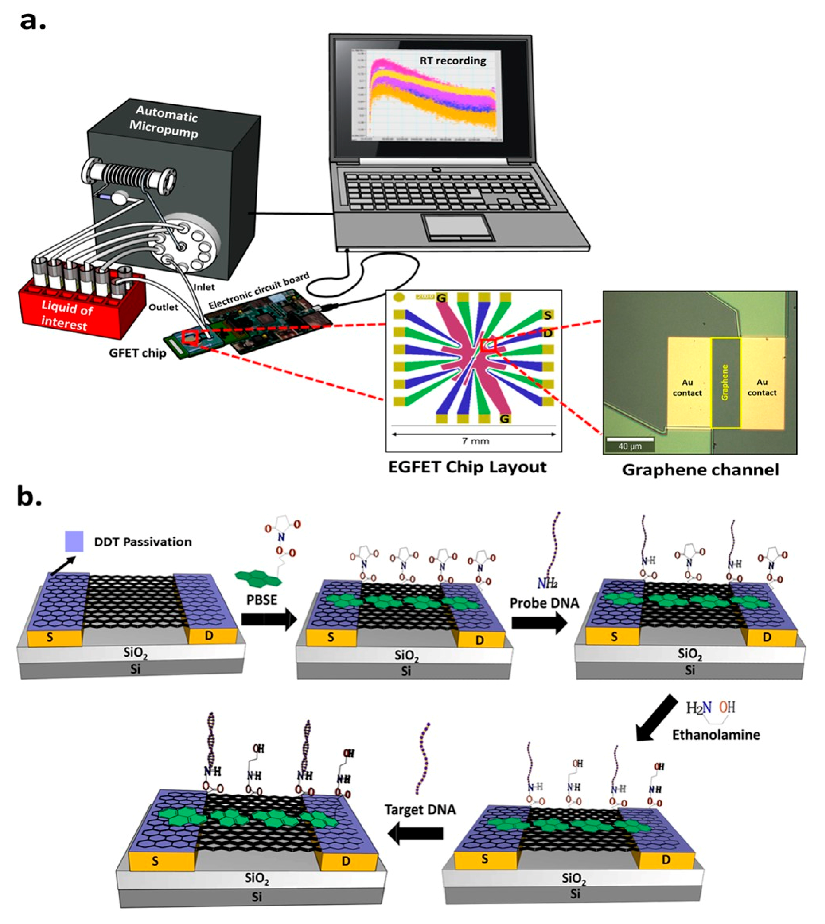 Biosensors 11 00024 g001 Biosensors 11 00024 g001
