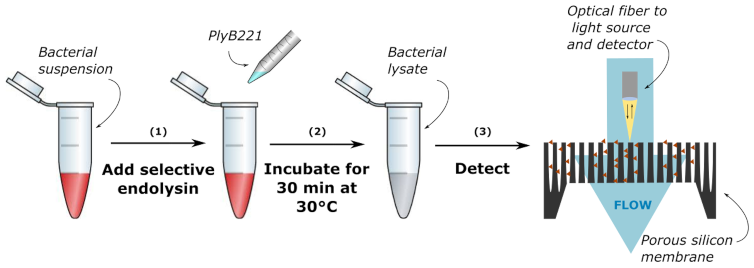 Biosensors 11 00027 g002