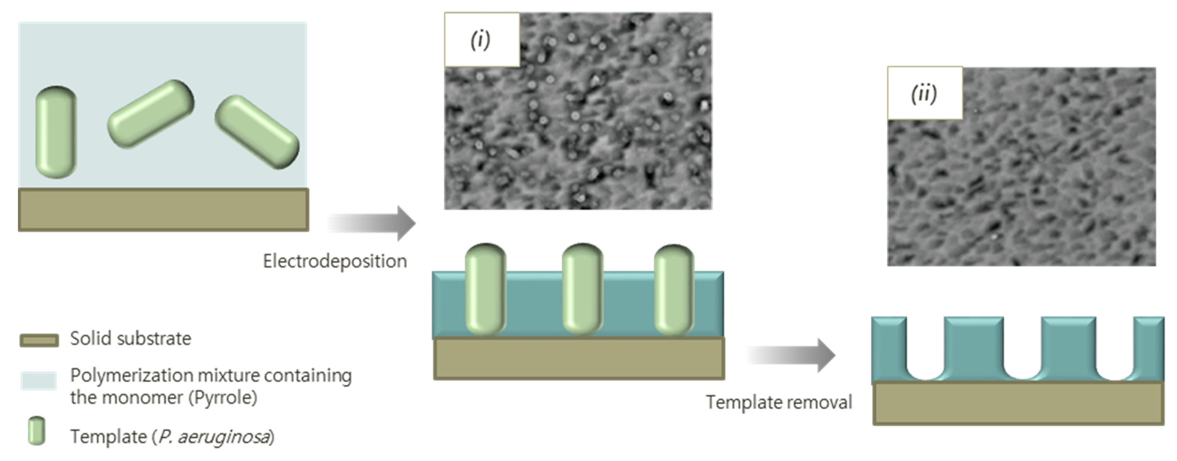 Biosensors 11 00046 g005