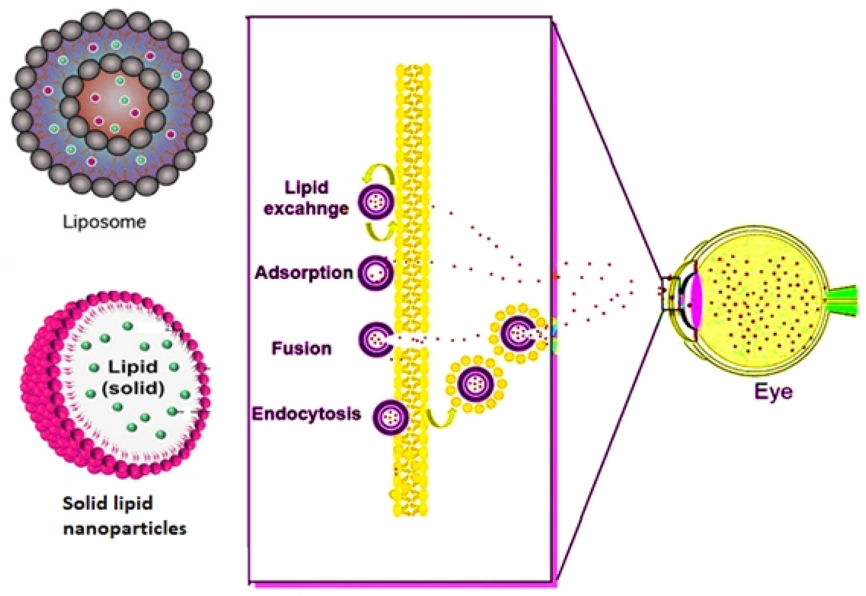 Biosensors 11 00097 g003