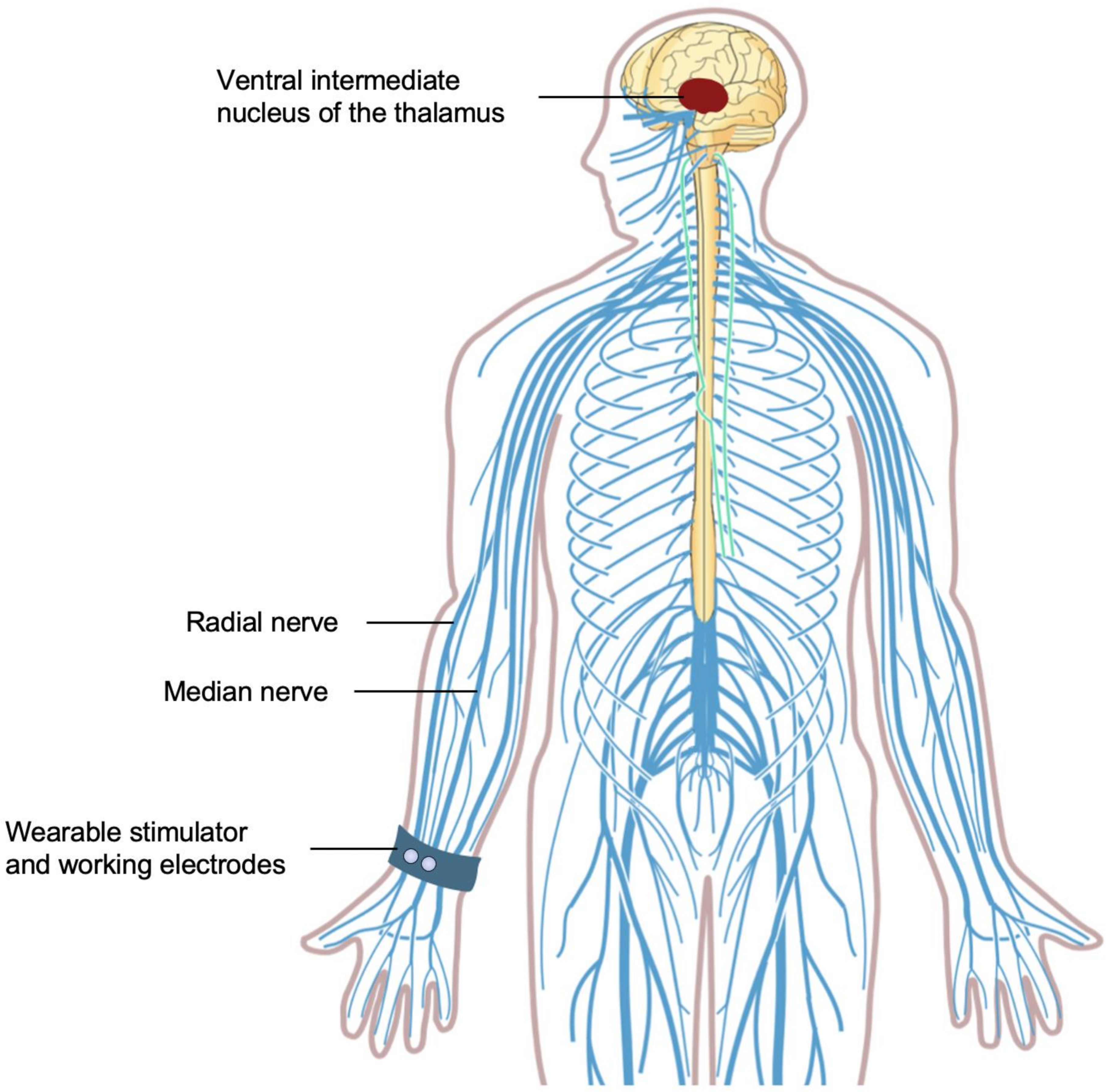 Biosensors 11 00099 g001