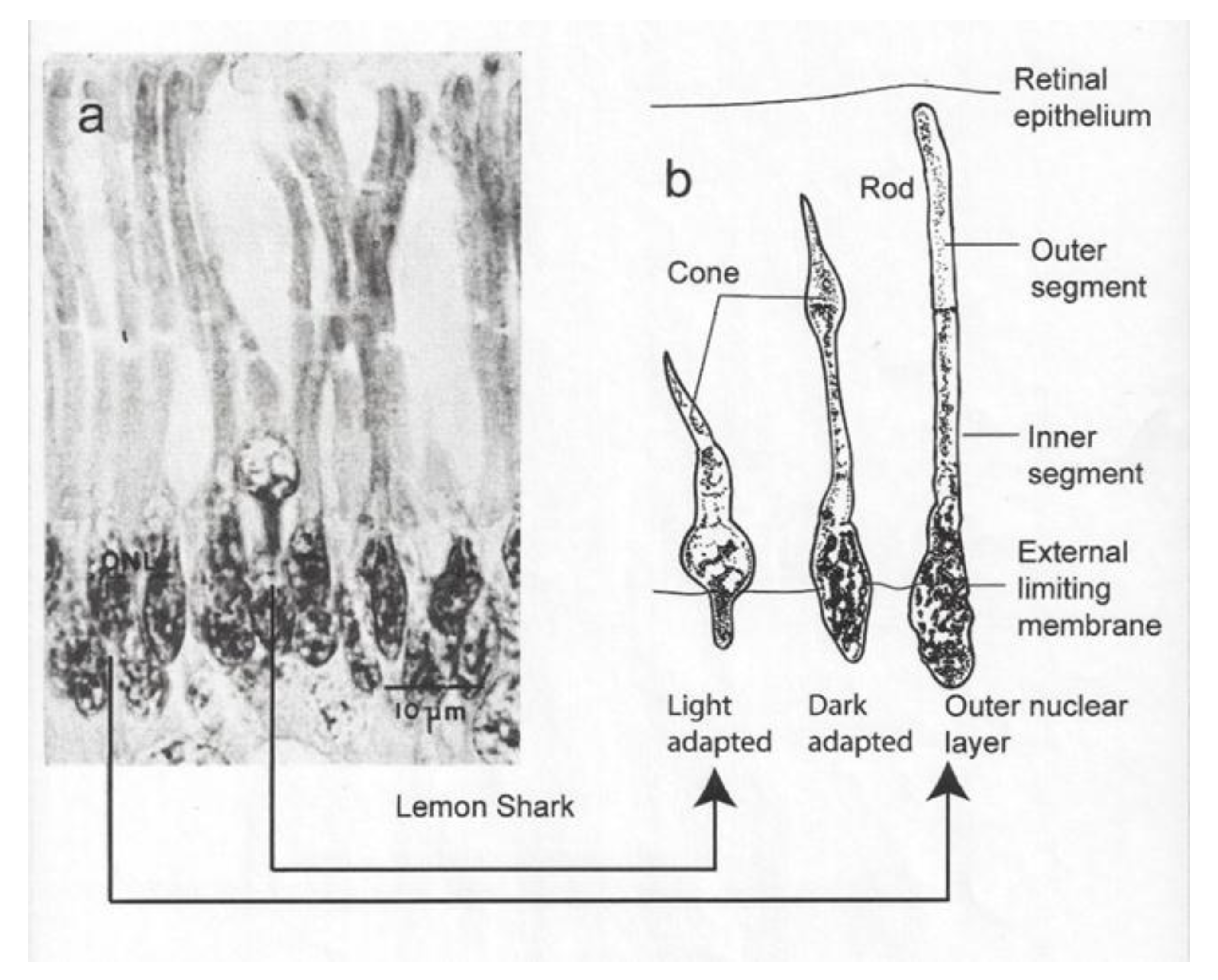 Biosensors 11 00105 g001 Biosensors 11 00105 g001