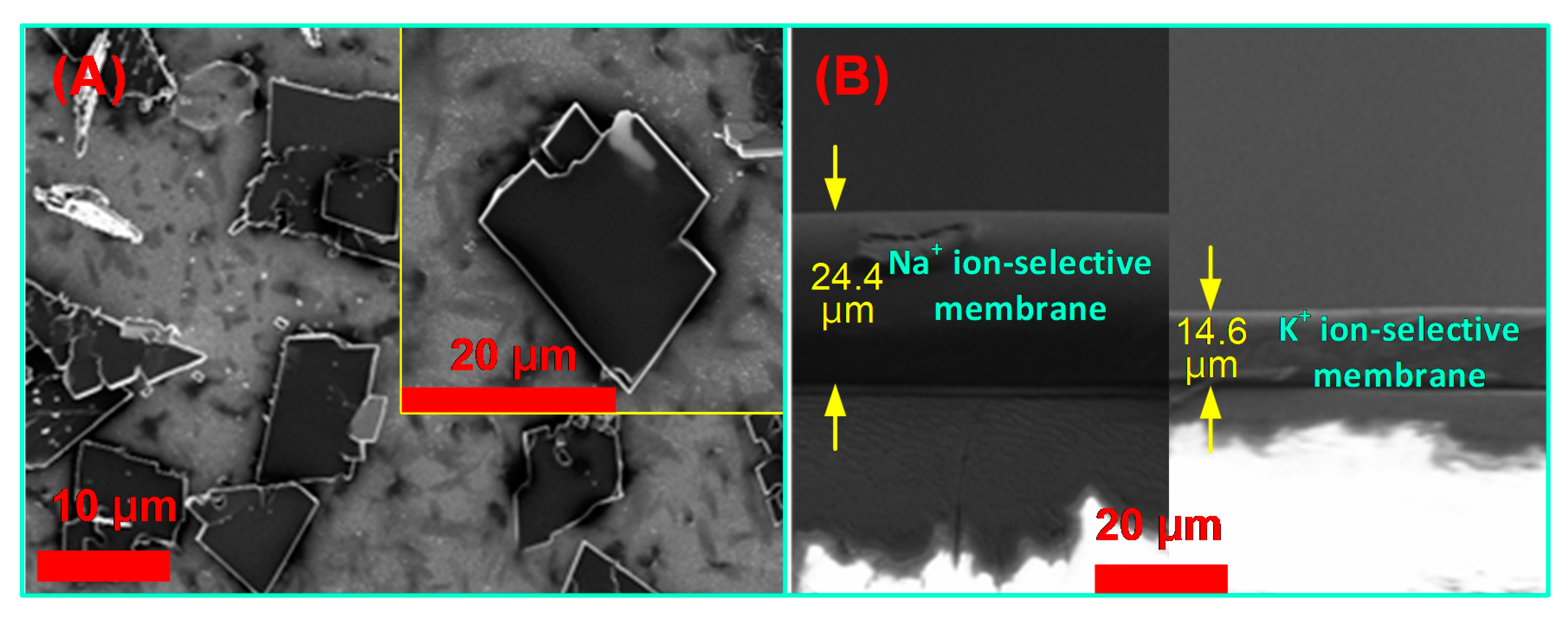 Biosensors 11 00109 g003 Biosensors 11 00109 g003