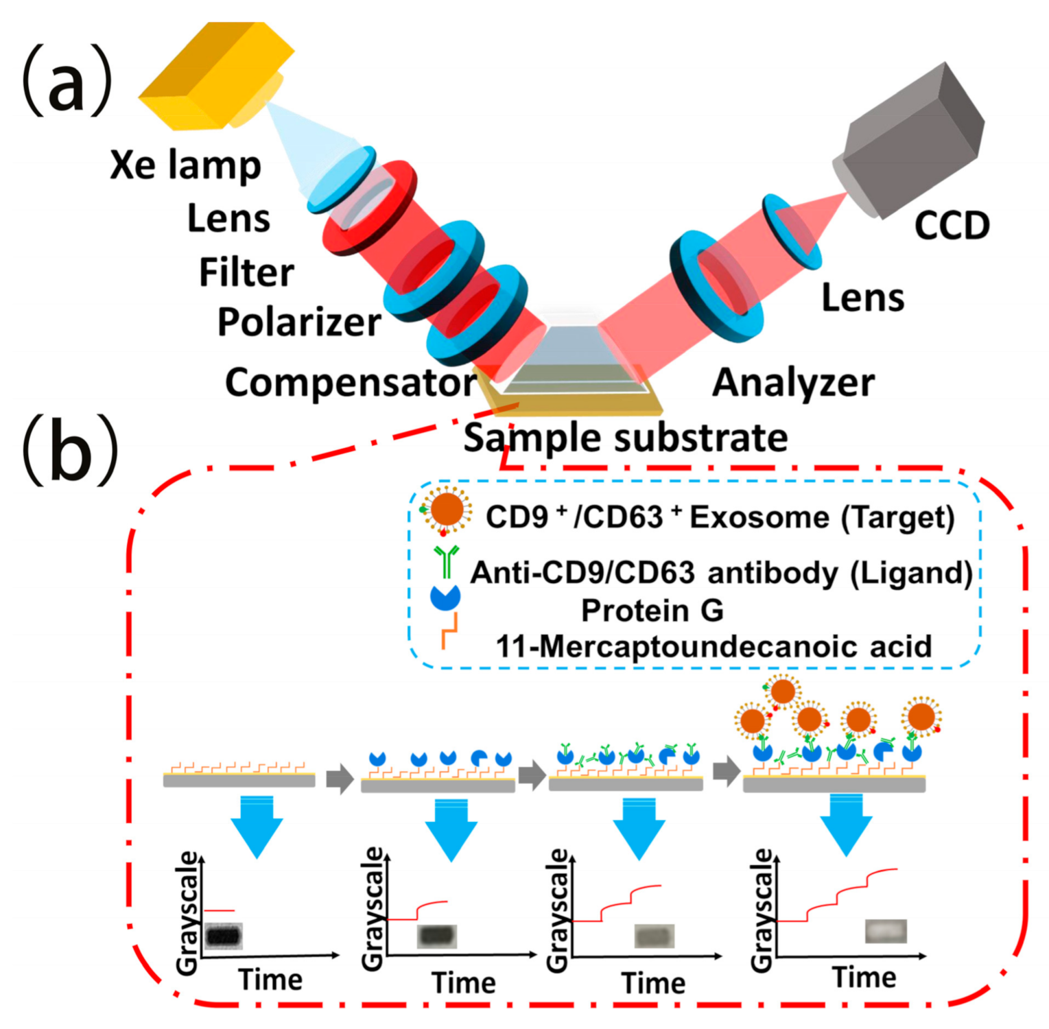Biosensors 11 00164 sch001 Biosensors 11 00164 sch001