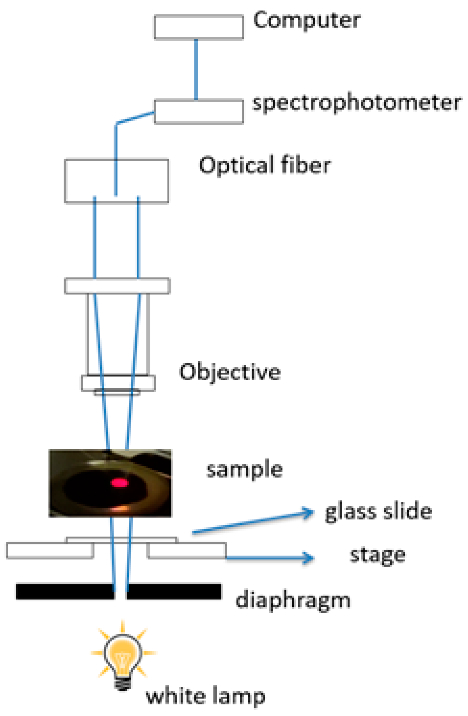 Biosensors 11 00181 g003