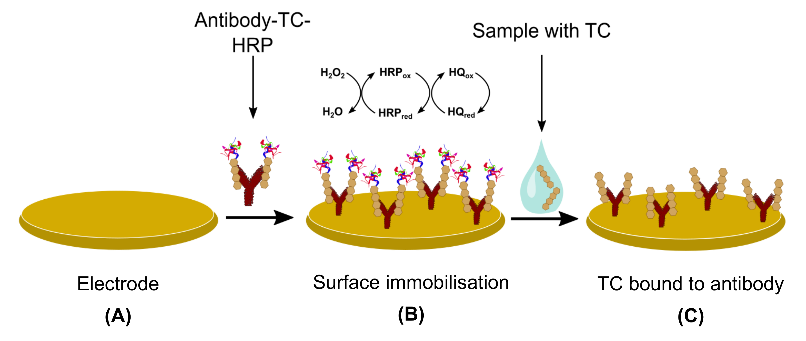 Biosensors 11 00232 g007