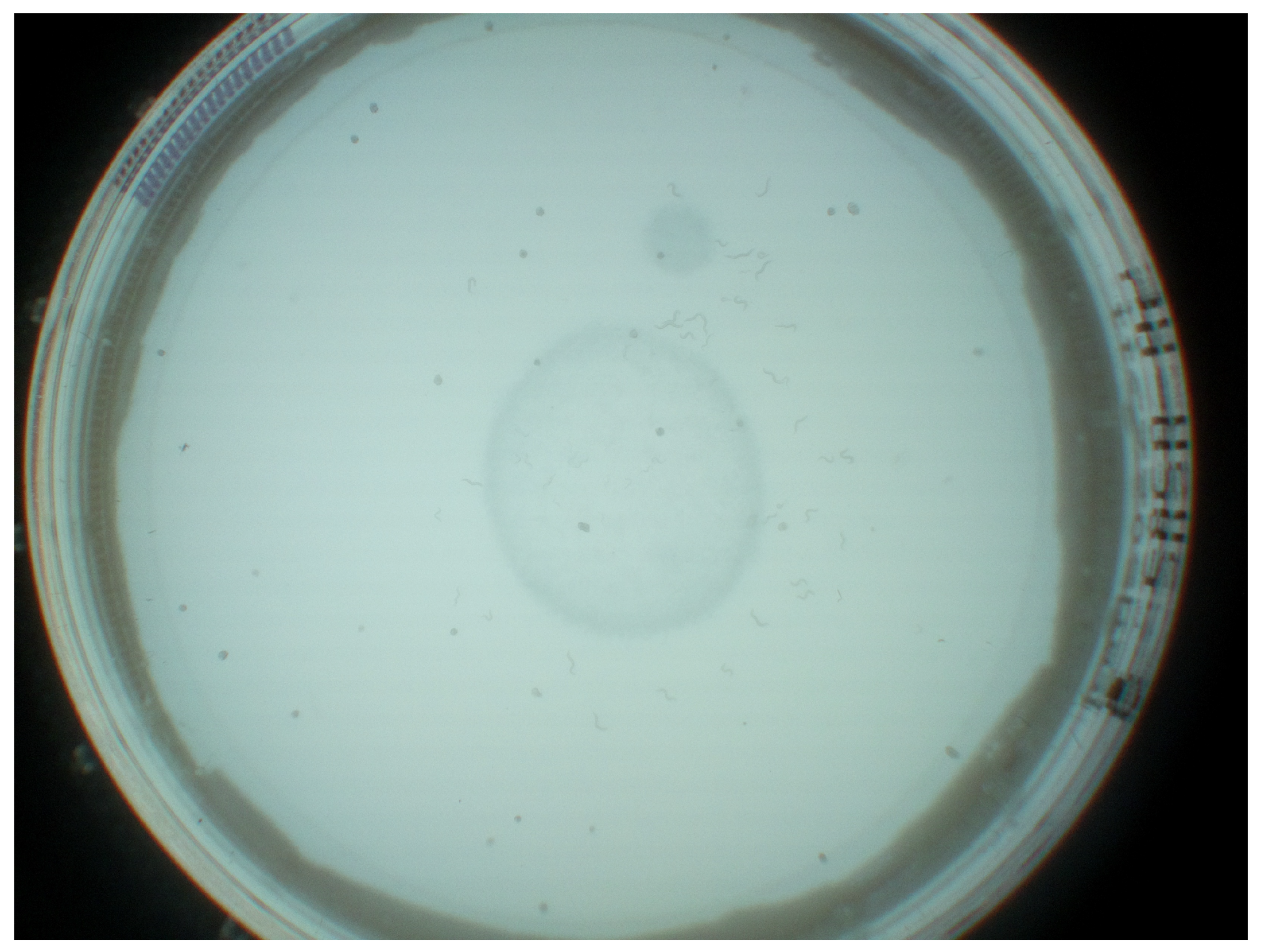 Biosensors 11 00257 g002