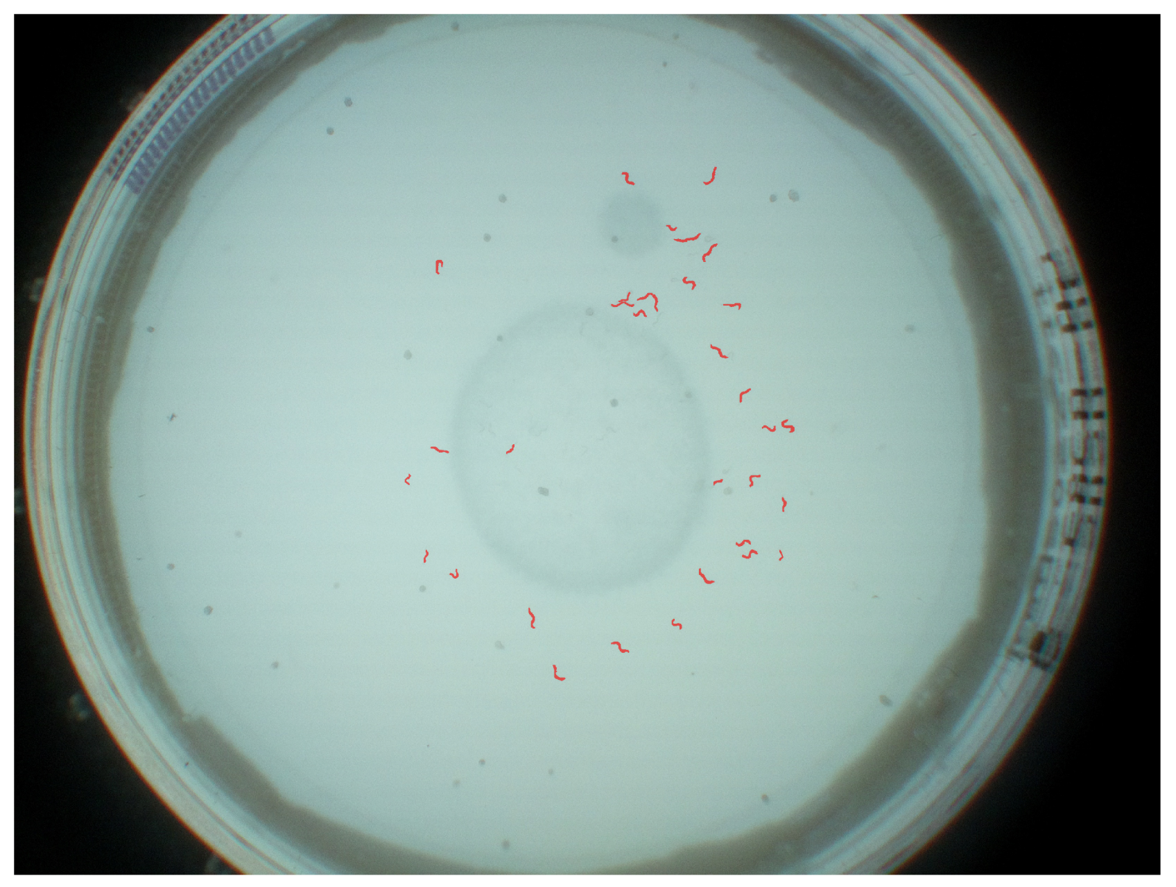 Biosensors 11 00257 g005