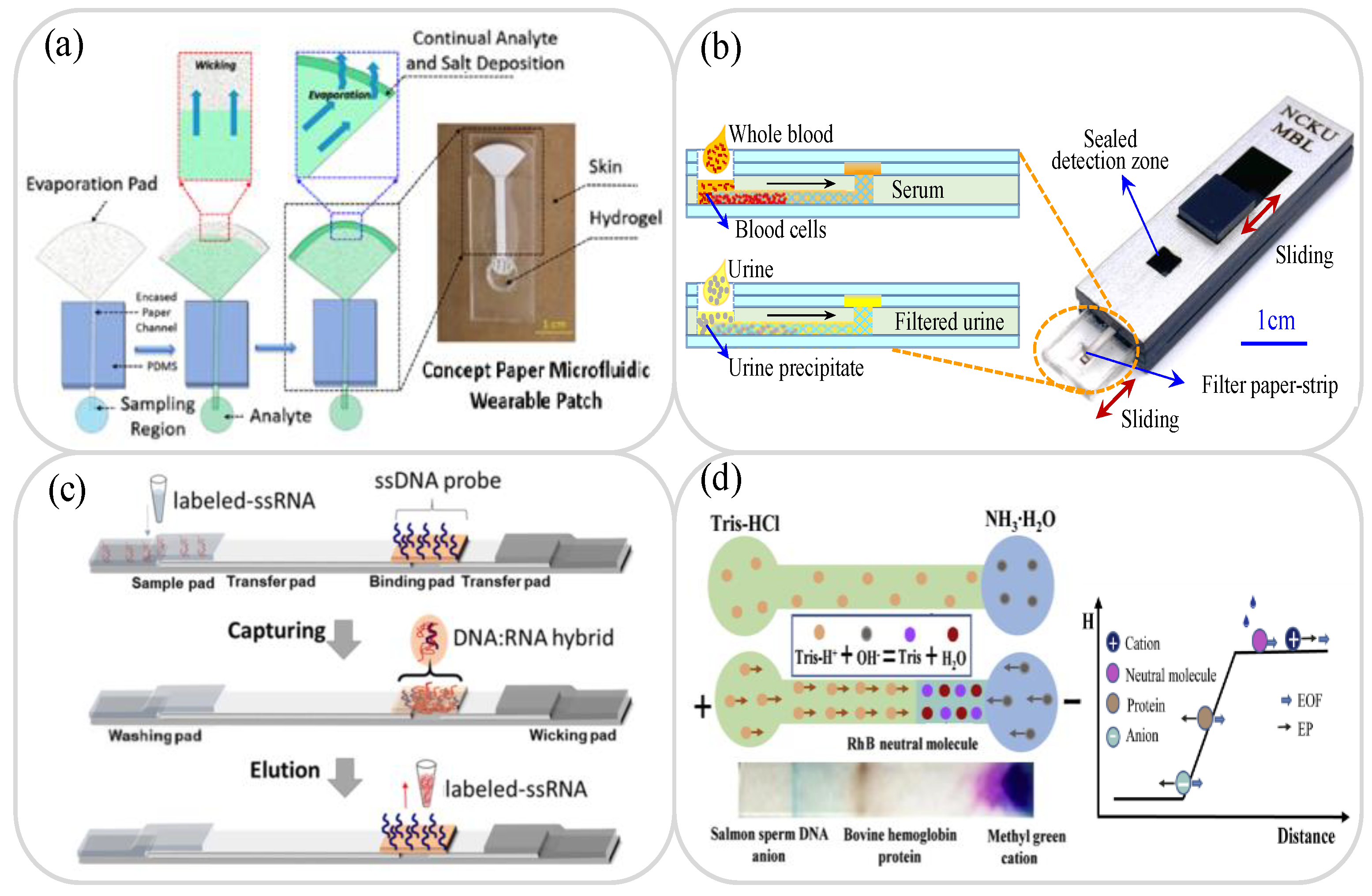 Biosensors 11 00260 g001