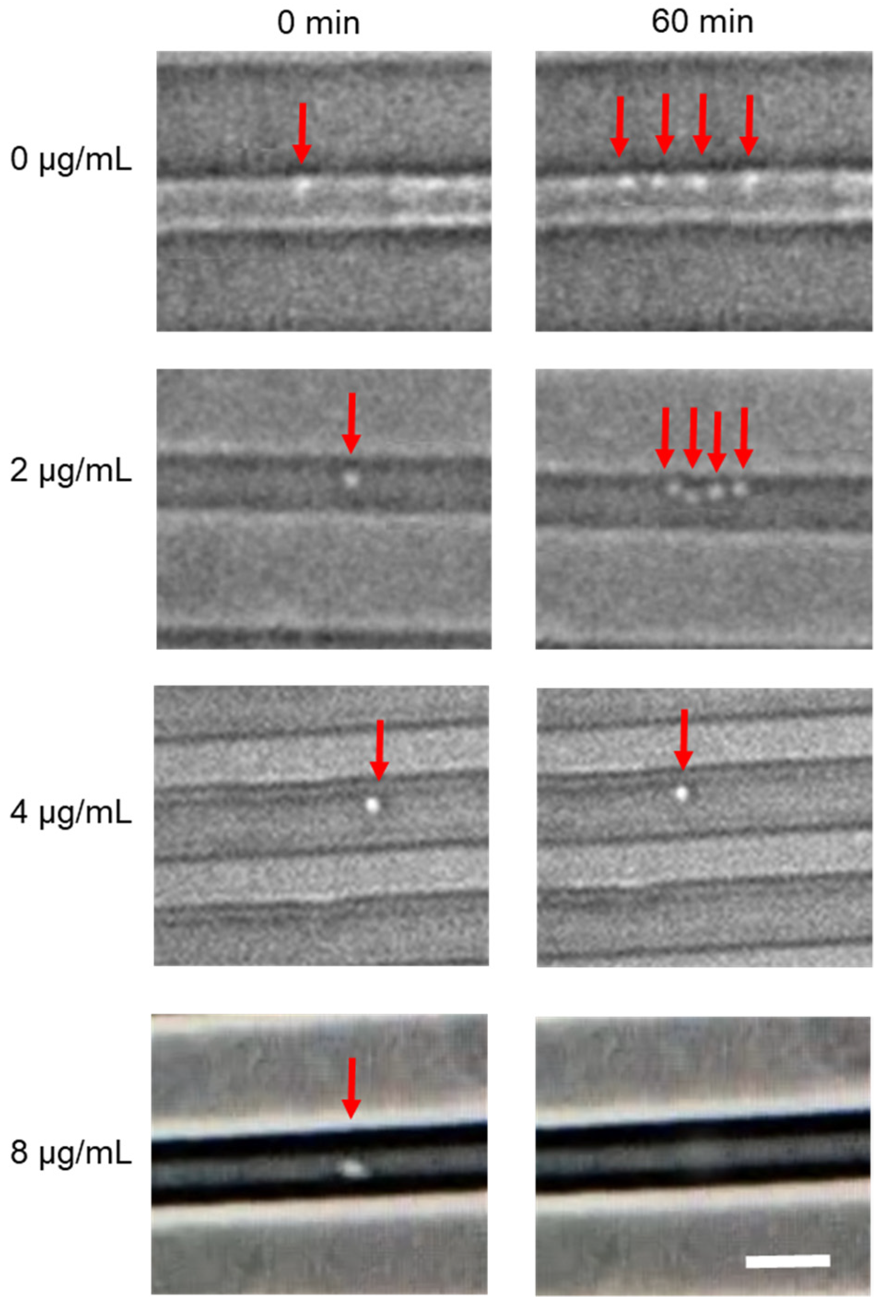 Biosensors 11 00288 g005