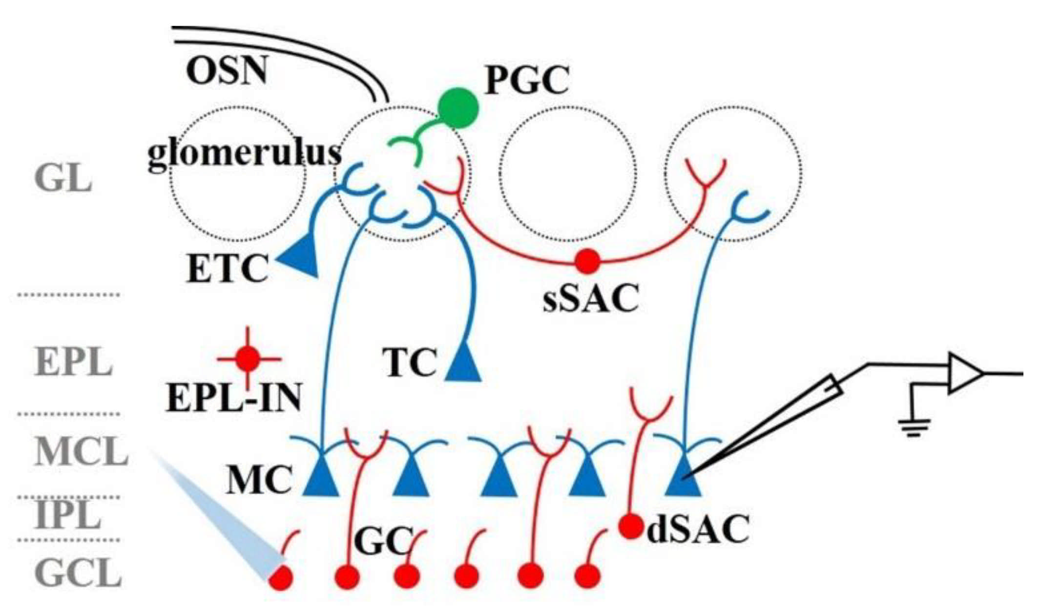 Biosensors 11 00309 g003