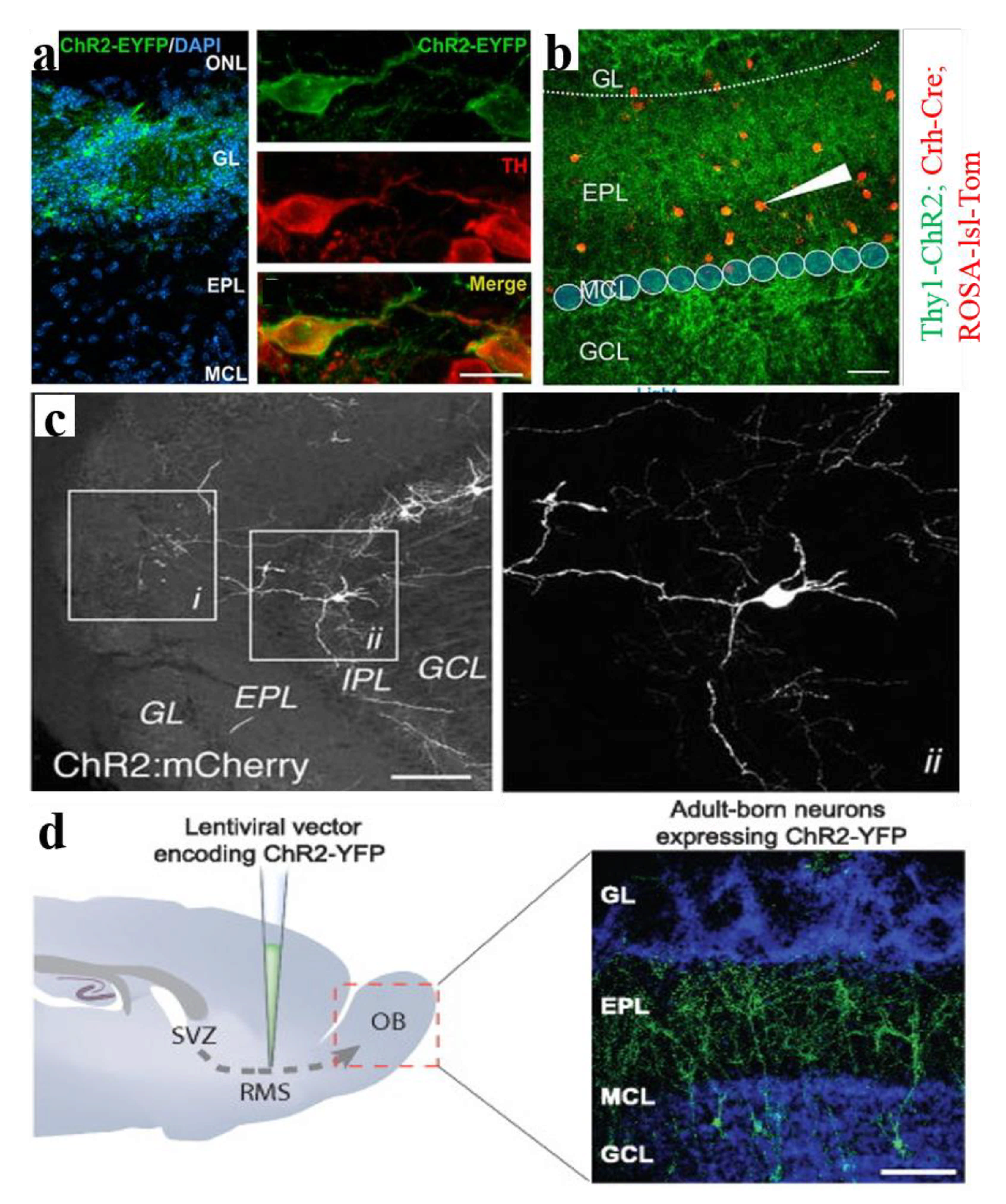 Biosensors 11 00309 g004