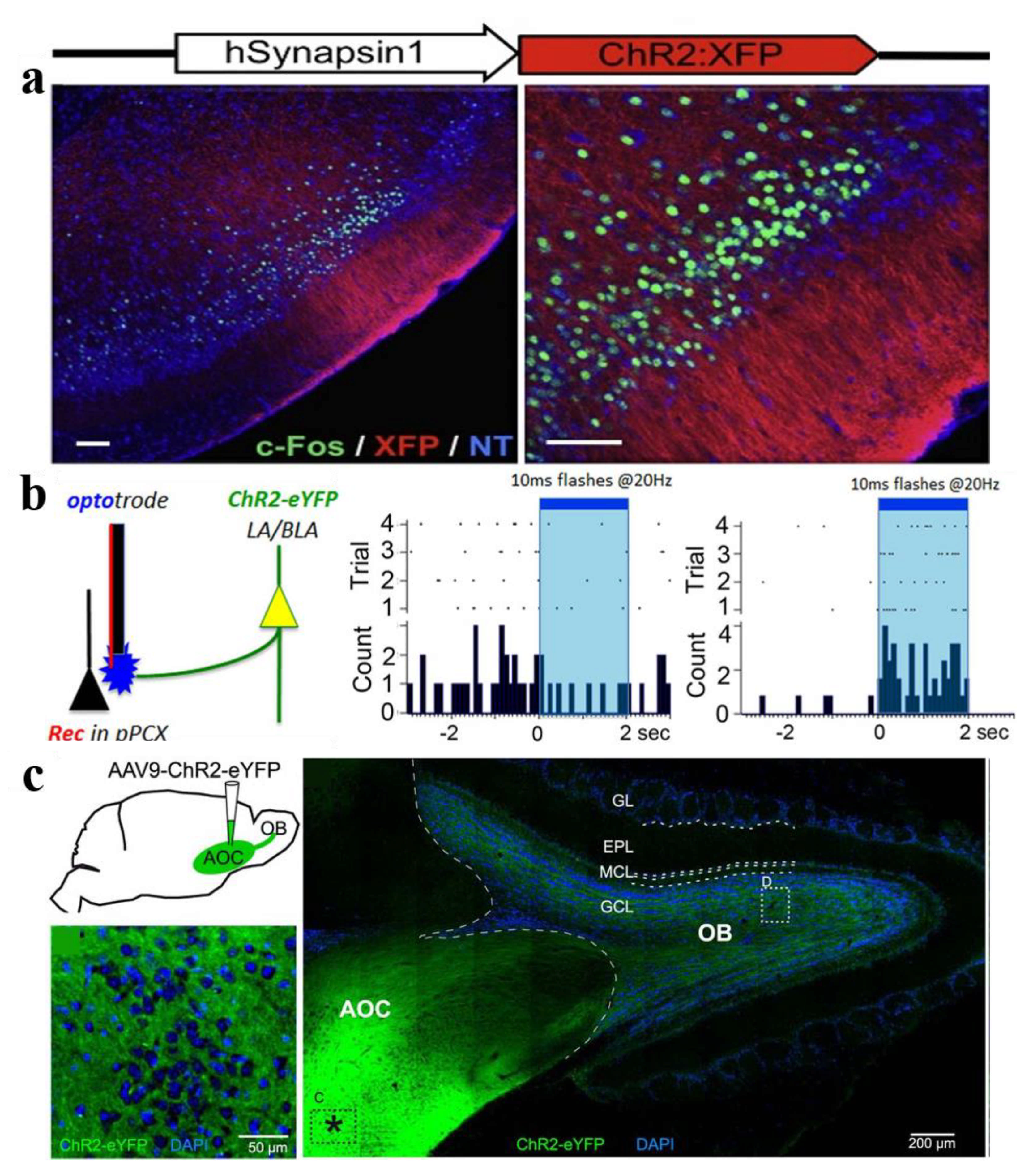 Biosensors 11 00309 g005