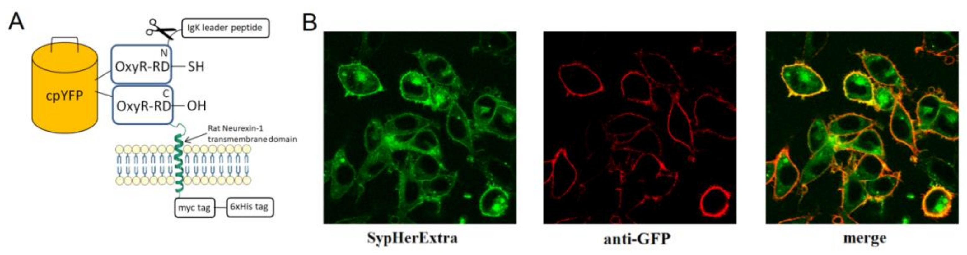 Biosensors 11 00340 g001 Biosensors 11 00340 g001