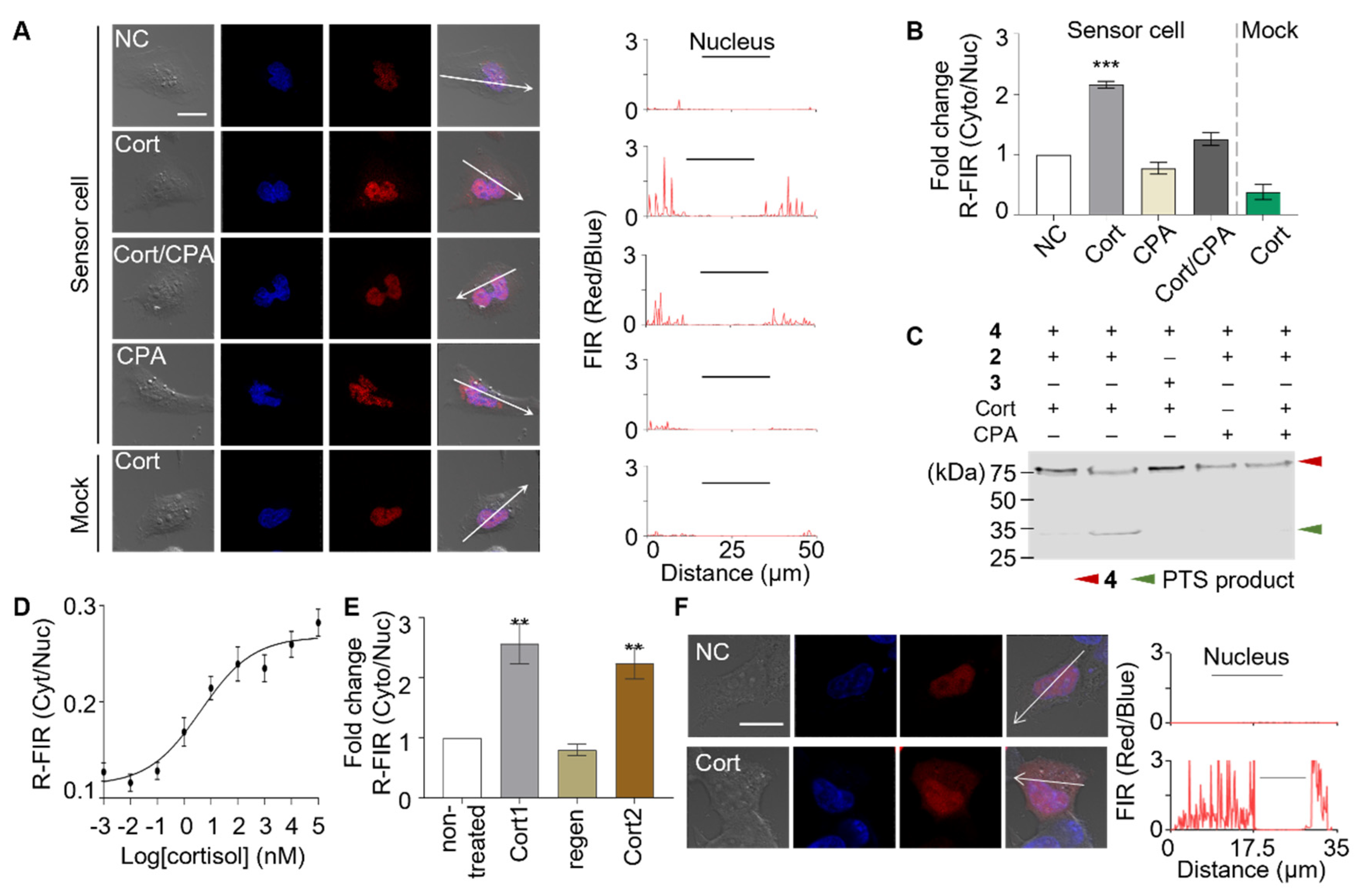 Biosensors 11 00341 g002