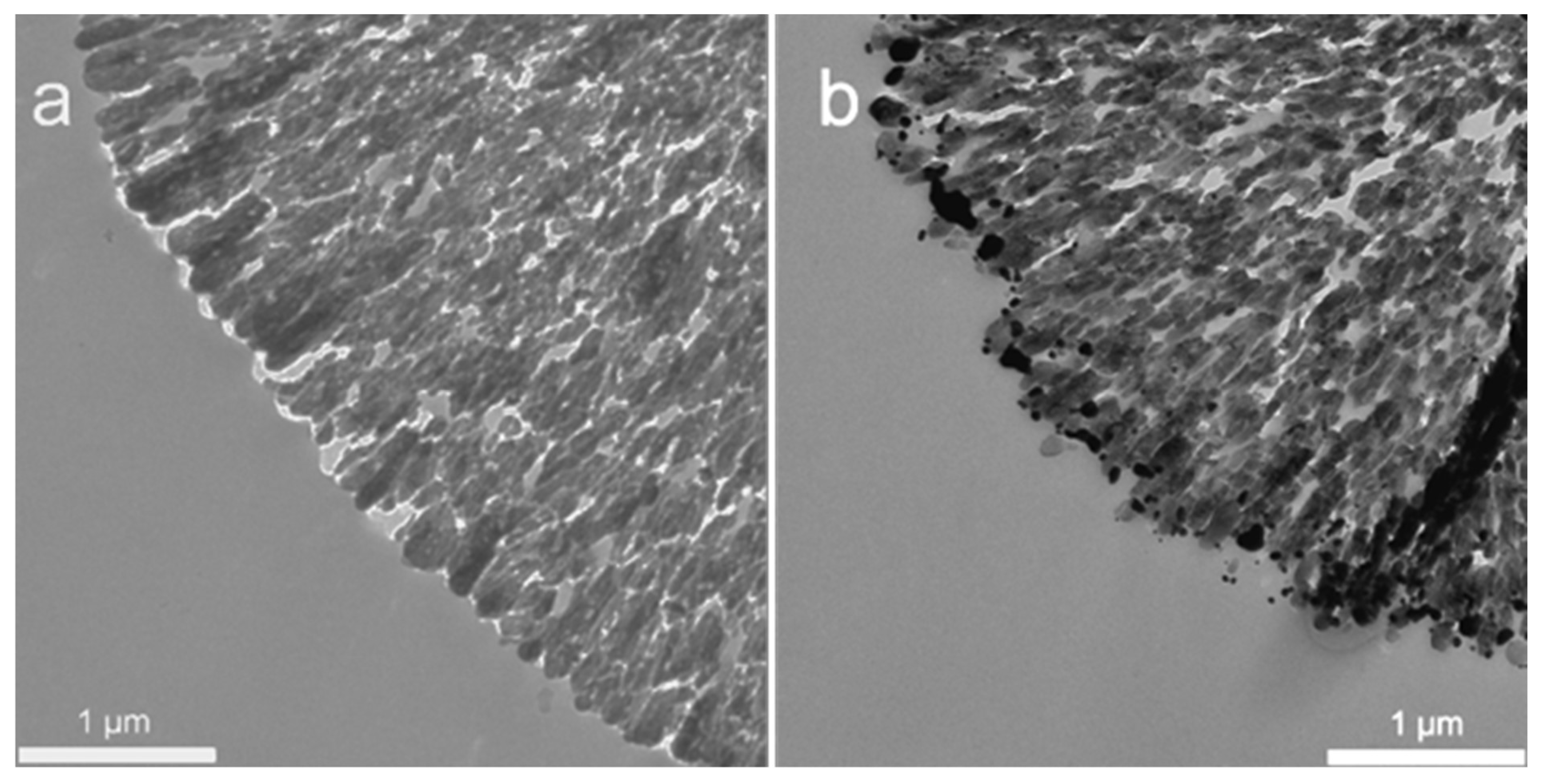 Biosensors 11 00380 g003
