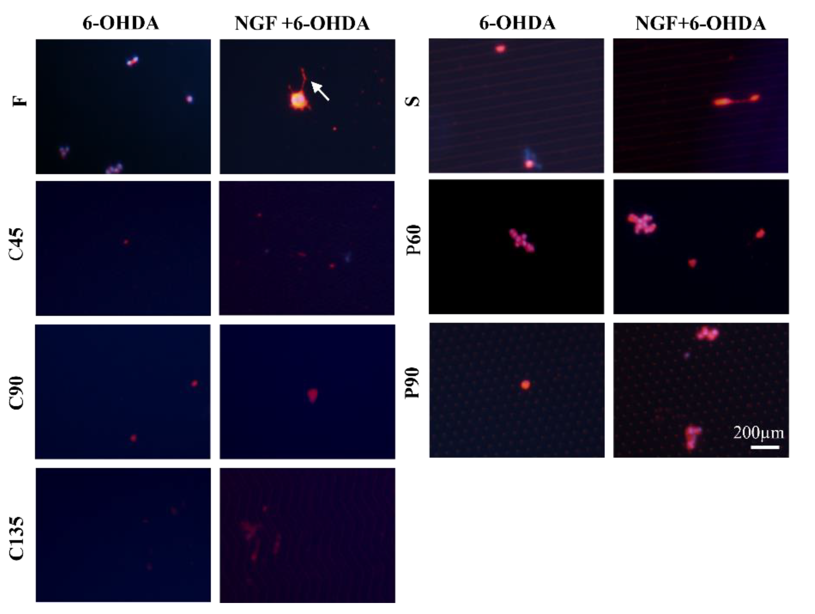 Biosensors 11 00399 g005