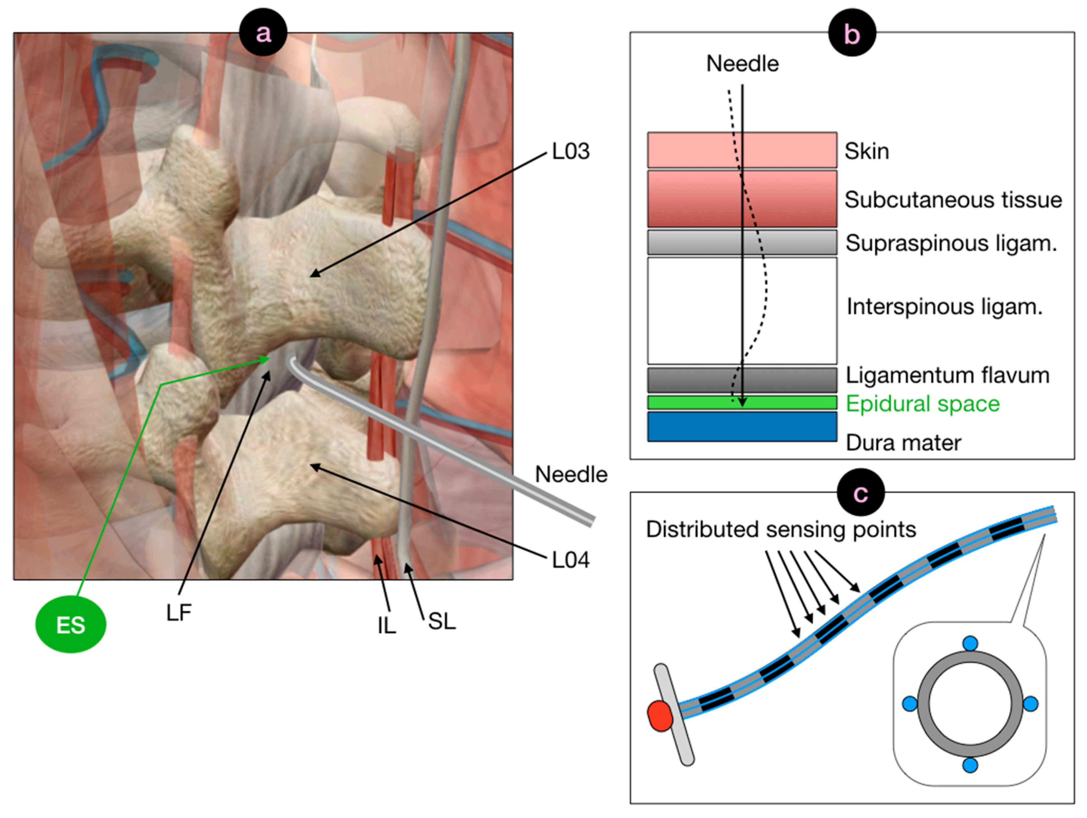 Biosensors 11 00446 g001