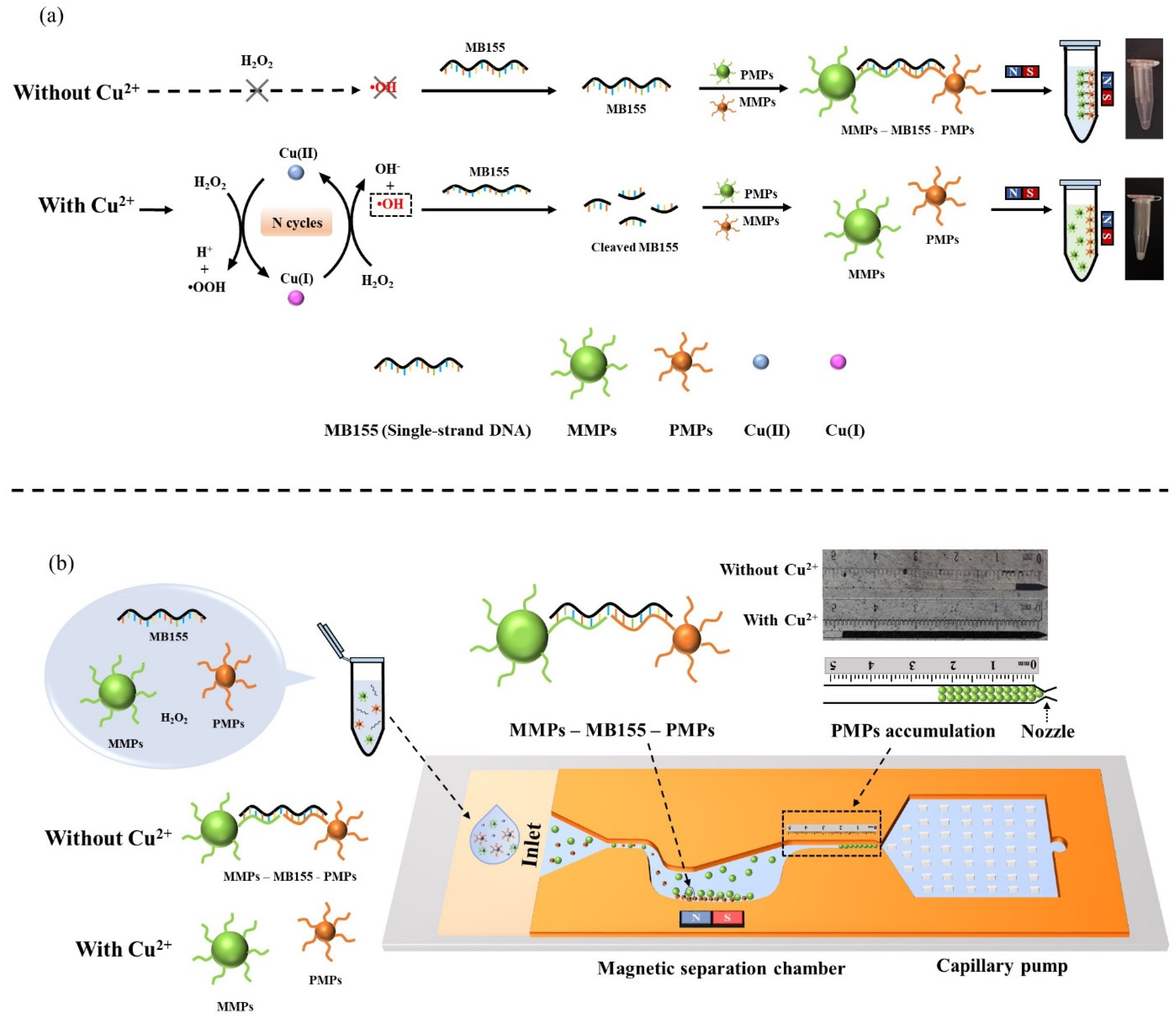 Biosensors 11 00487 g001