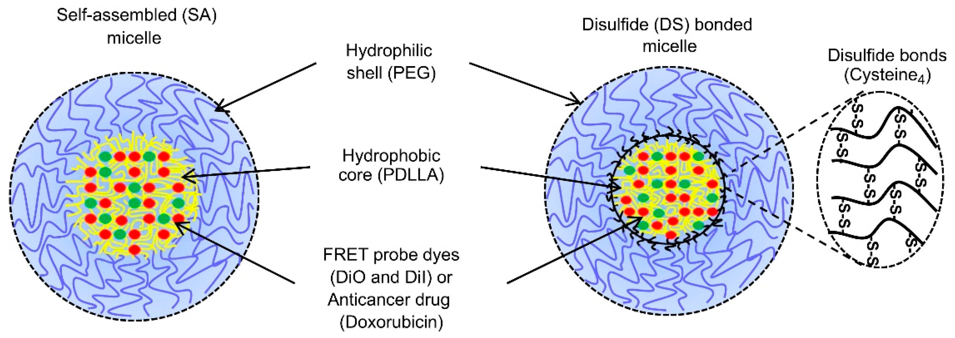Biosensors 11 00505 g006