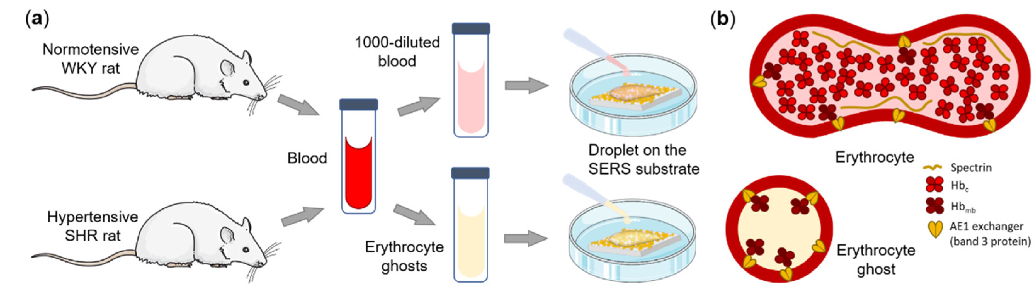Biosensors 12 00032 g001