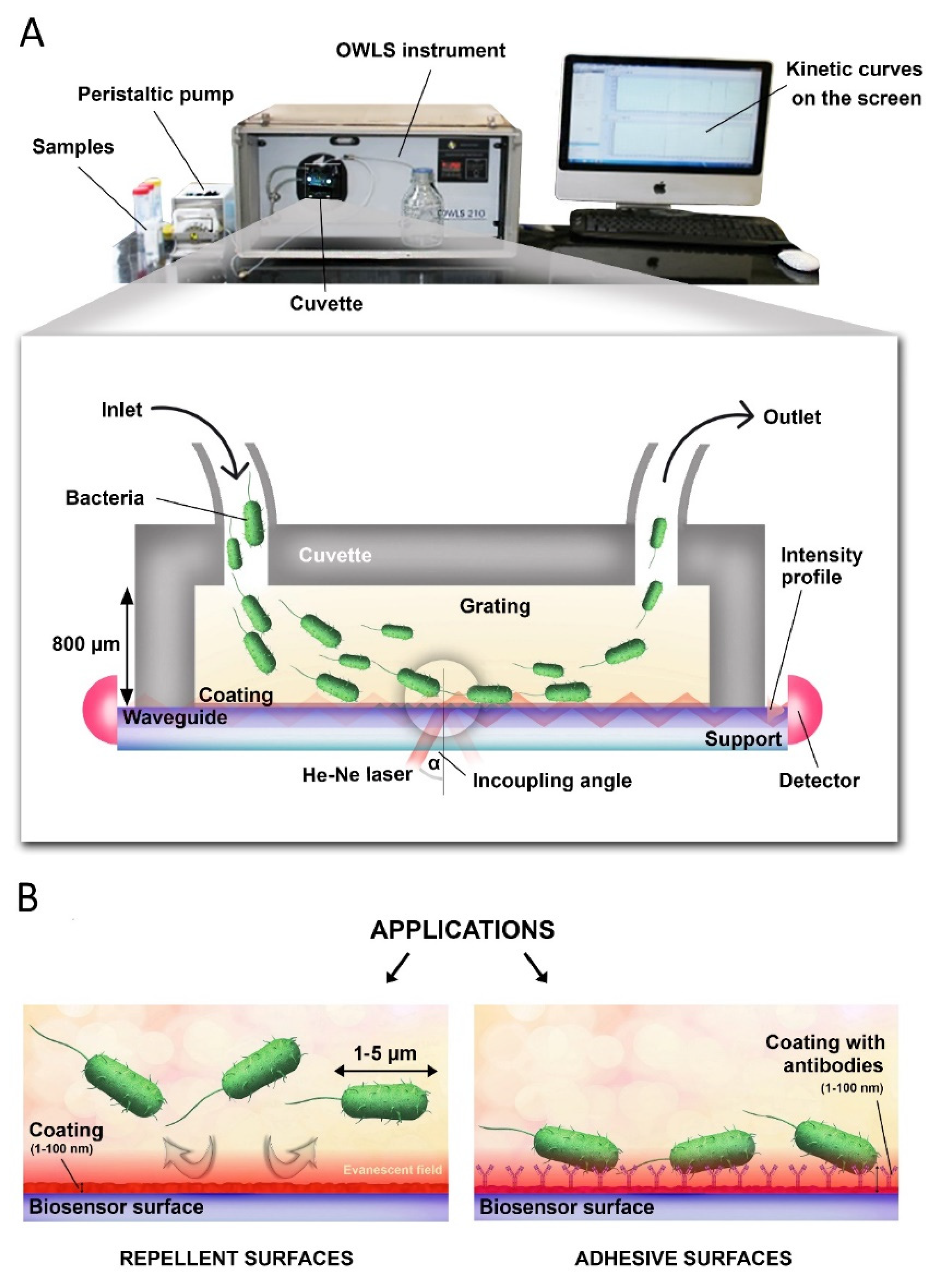 Biosensors 12 00056 g001