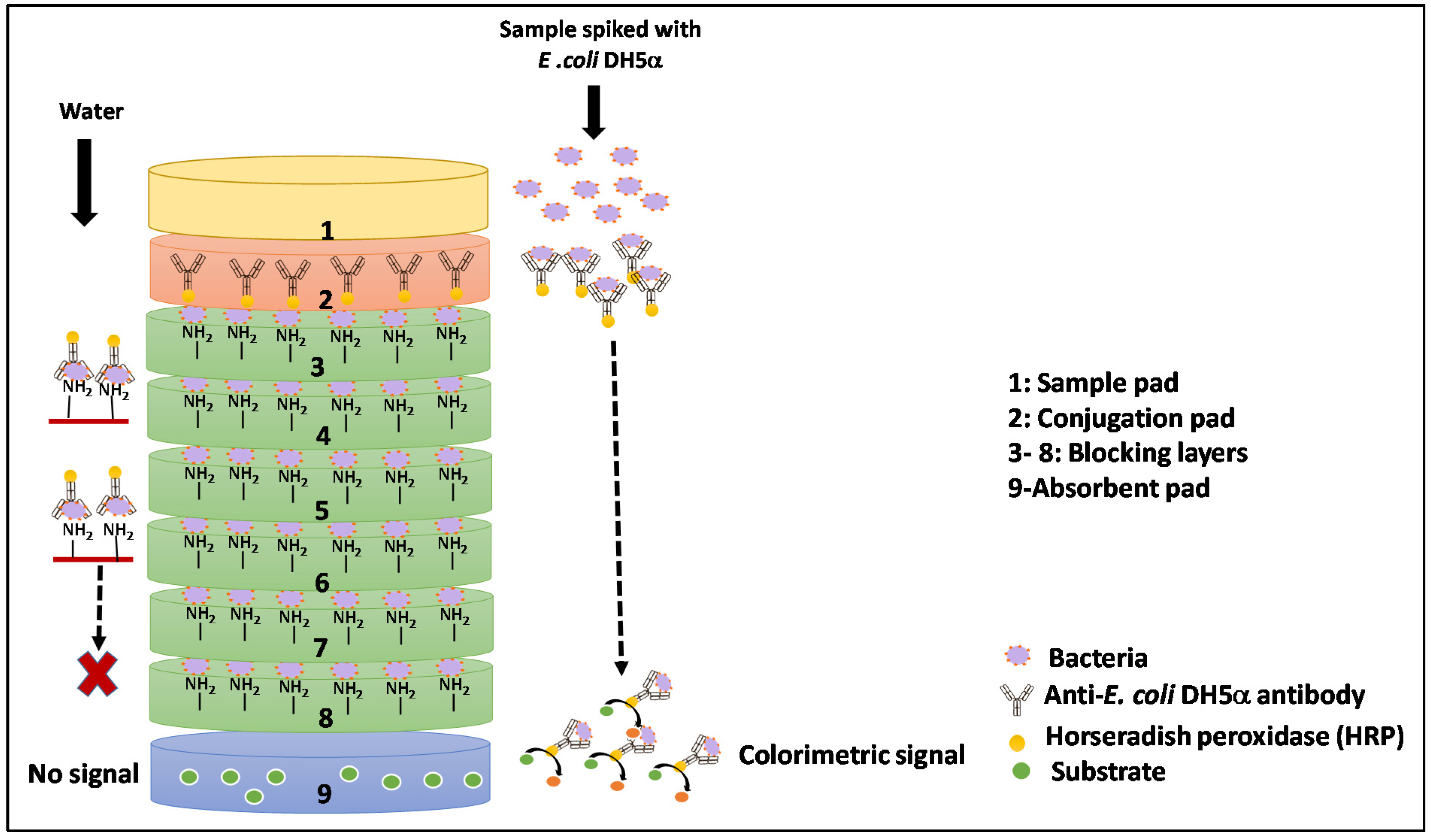Biosensors 12 00063 g001