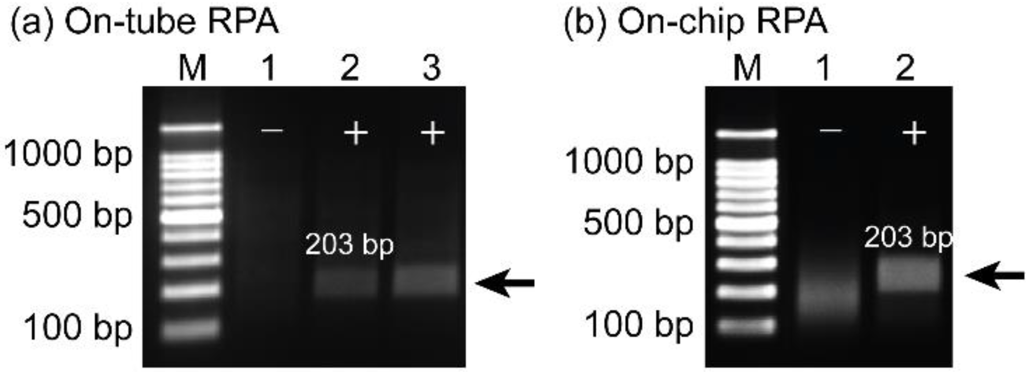 Biosensors 12 00072 g006