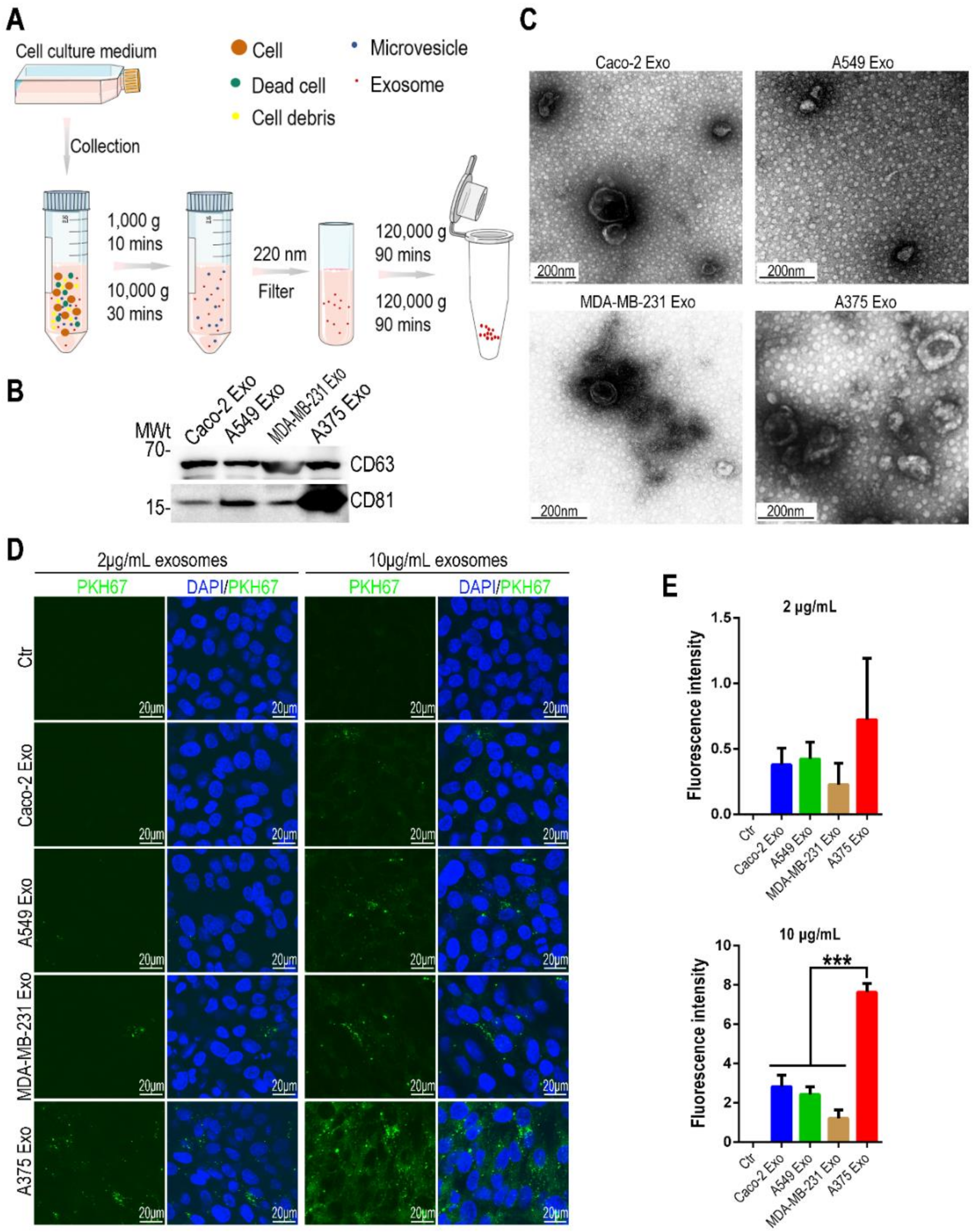 Biosensors 12 00089 g001