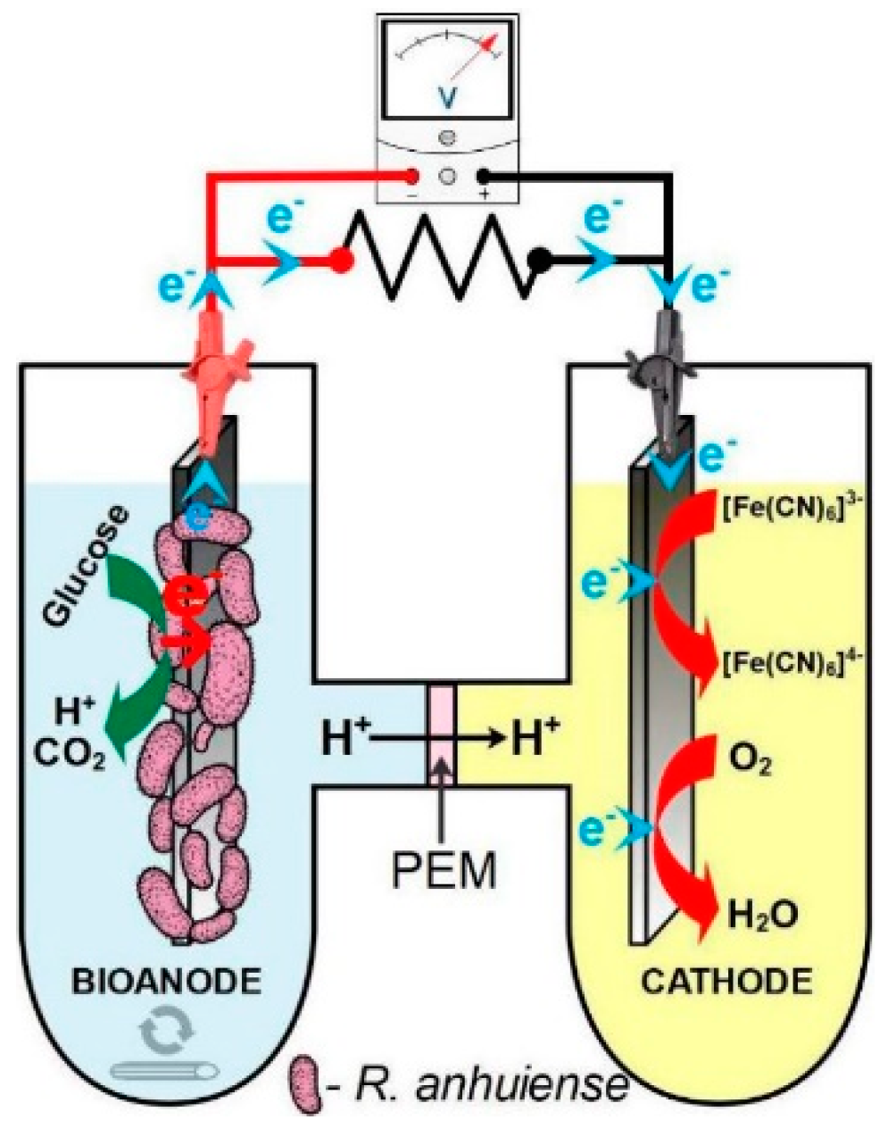 Biosensors 12 00113 g001
