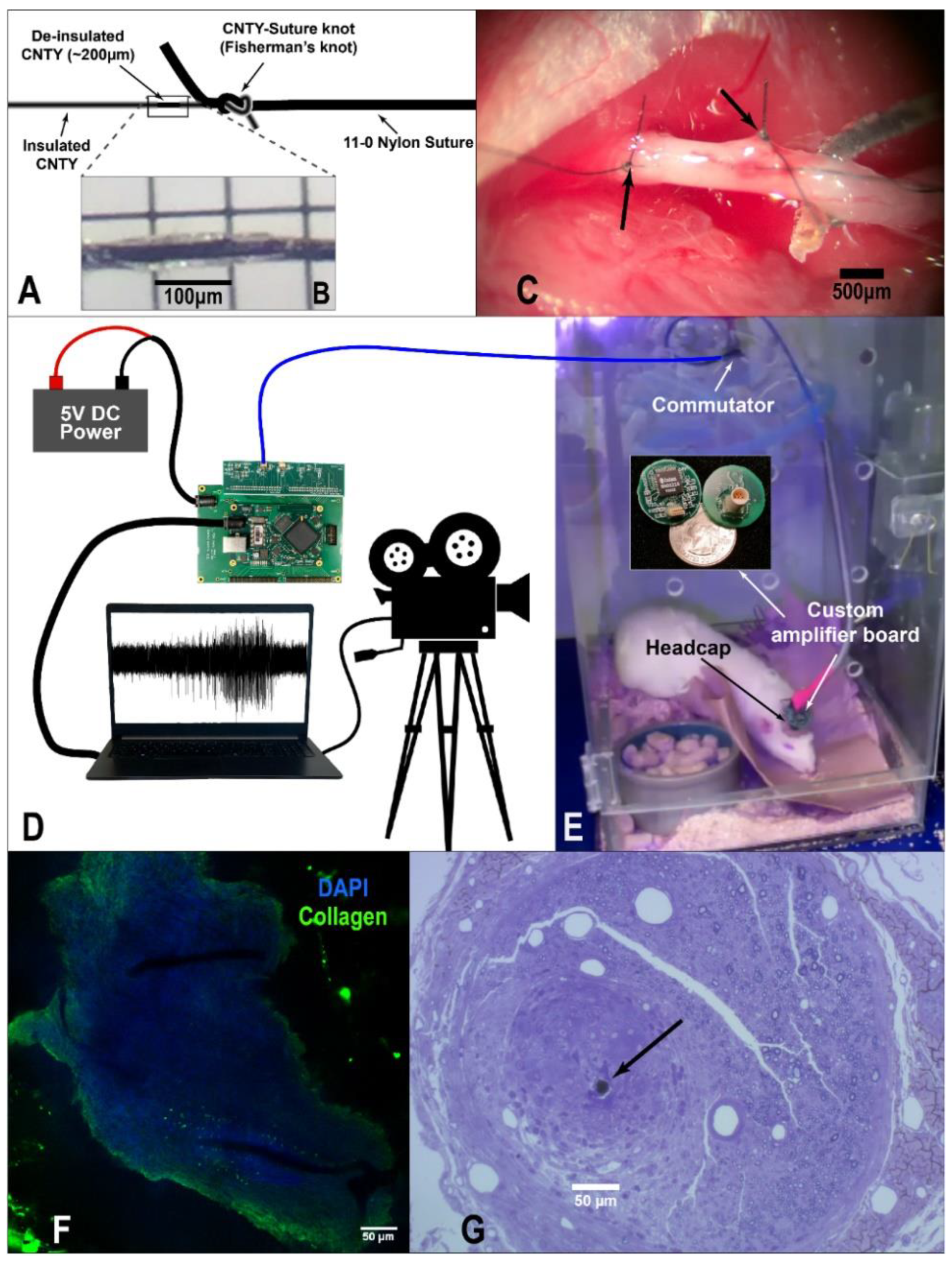 Biosensors 12 00114 g001