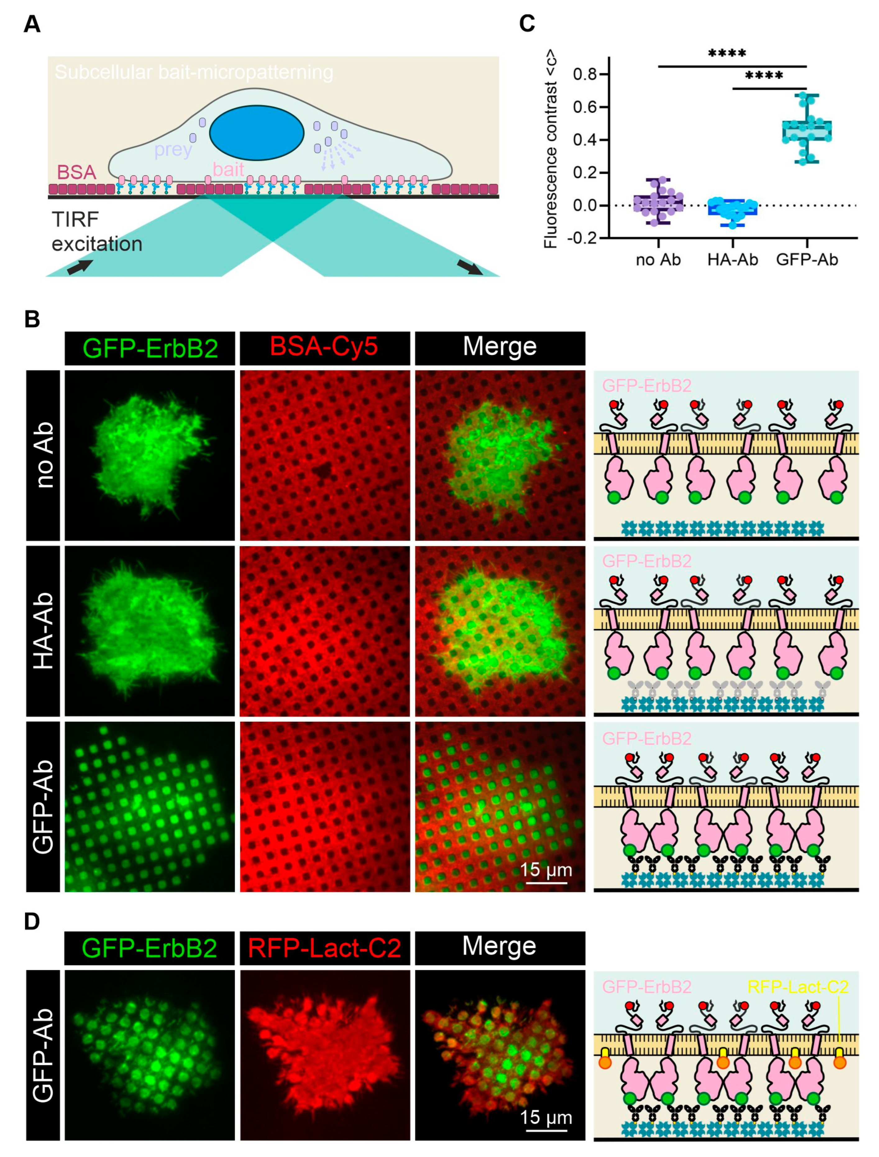 Biosensors 12 00140 g003