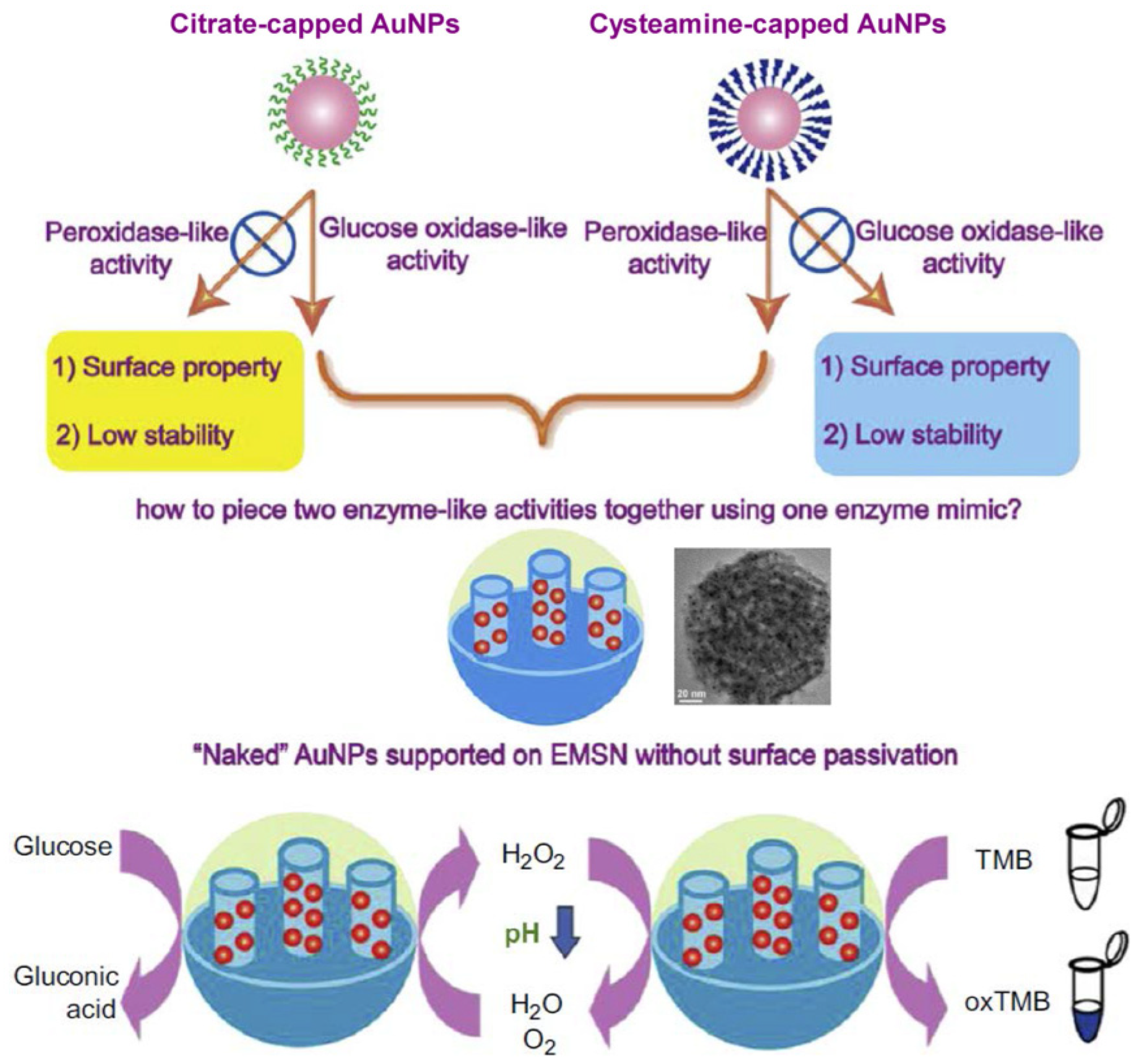 Biosensors 12 00251 g006