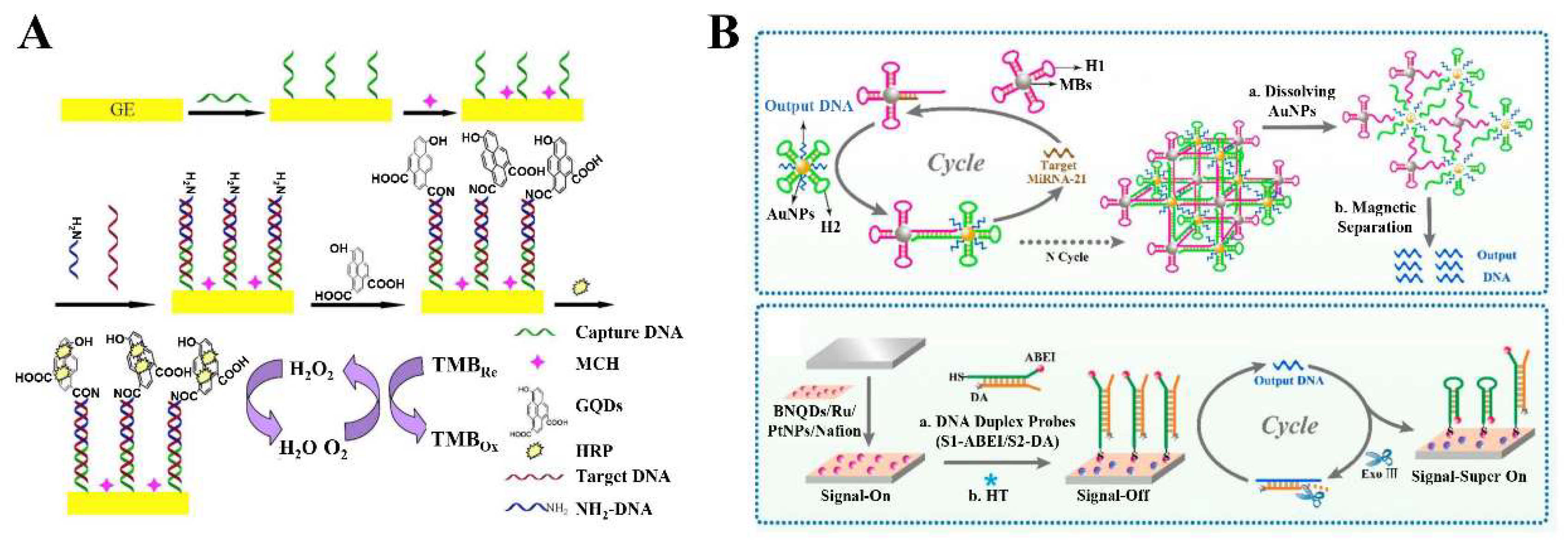 Biosensors 12 00254 g002