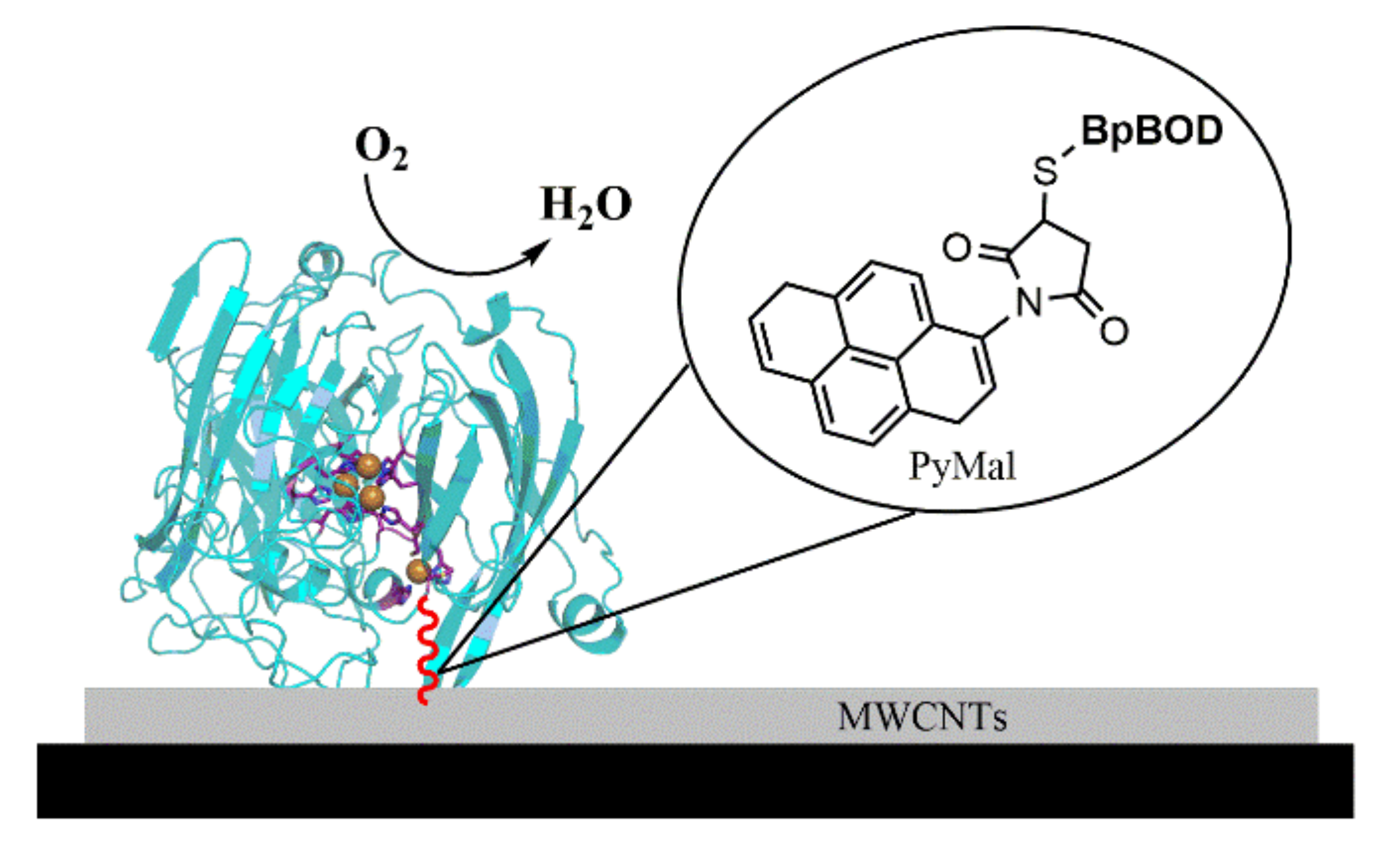 Biosensors 12 00258 g001