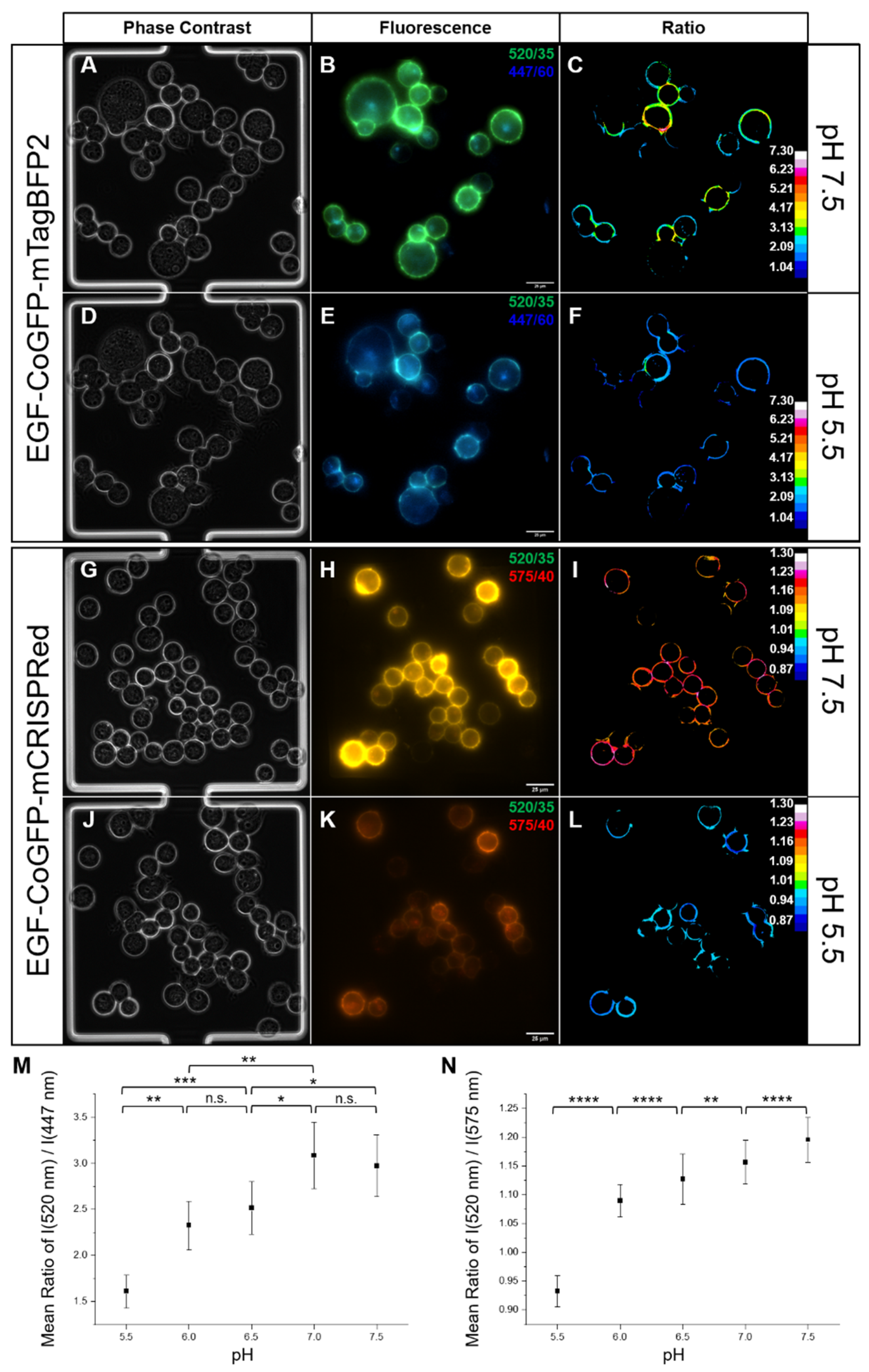 Biosensors 12 00271 g006