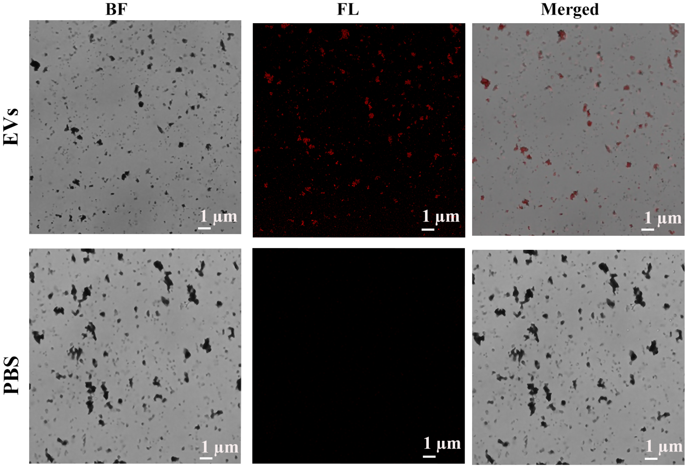 Biosensors 12 00281 g004