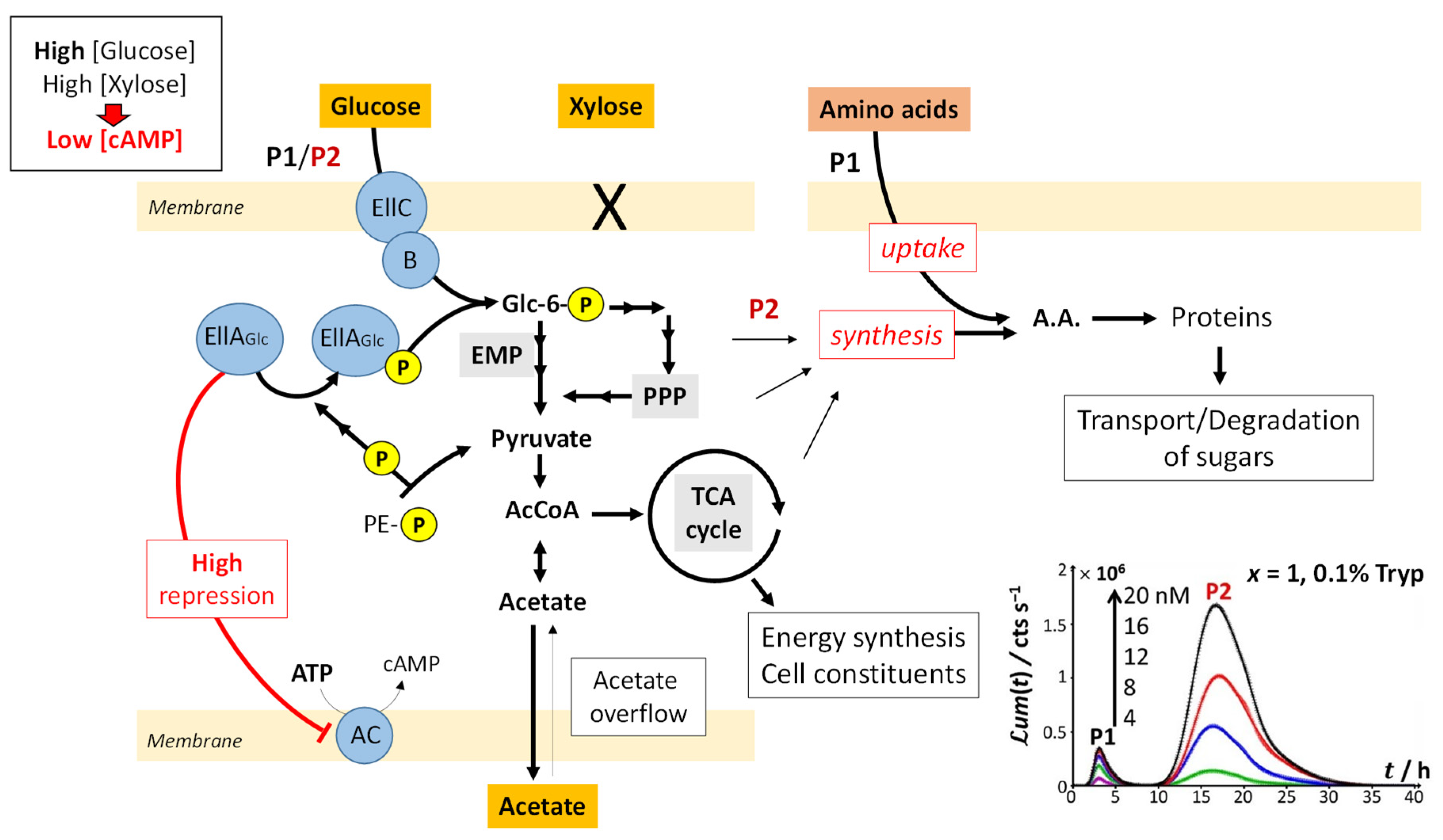 Biosensors 12 00327 g008