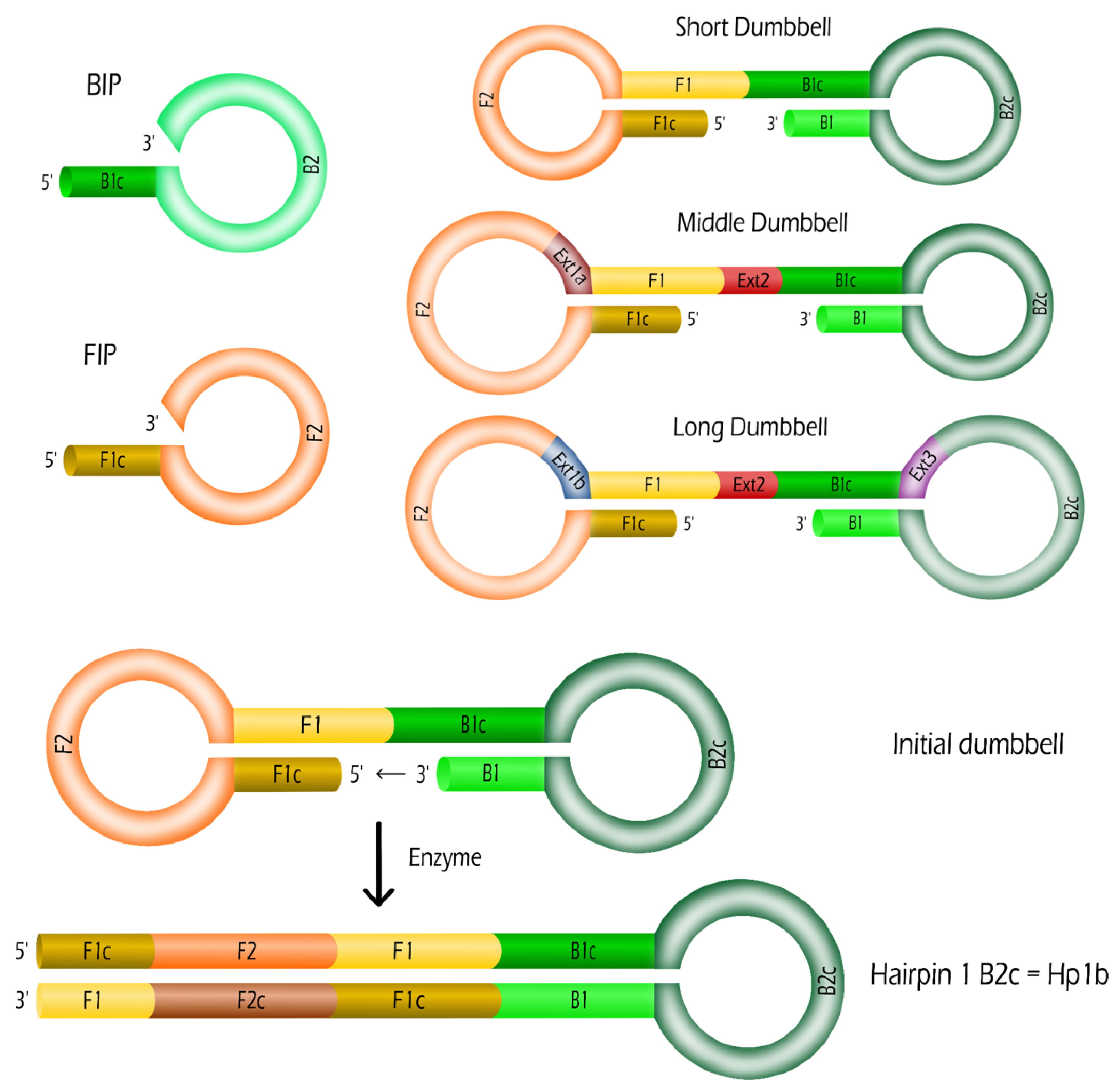 Biosensors 12 00346 g001