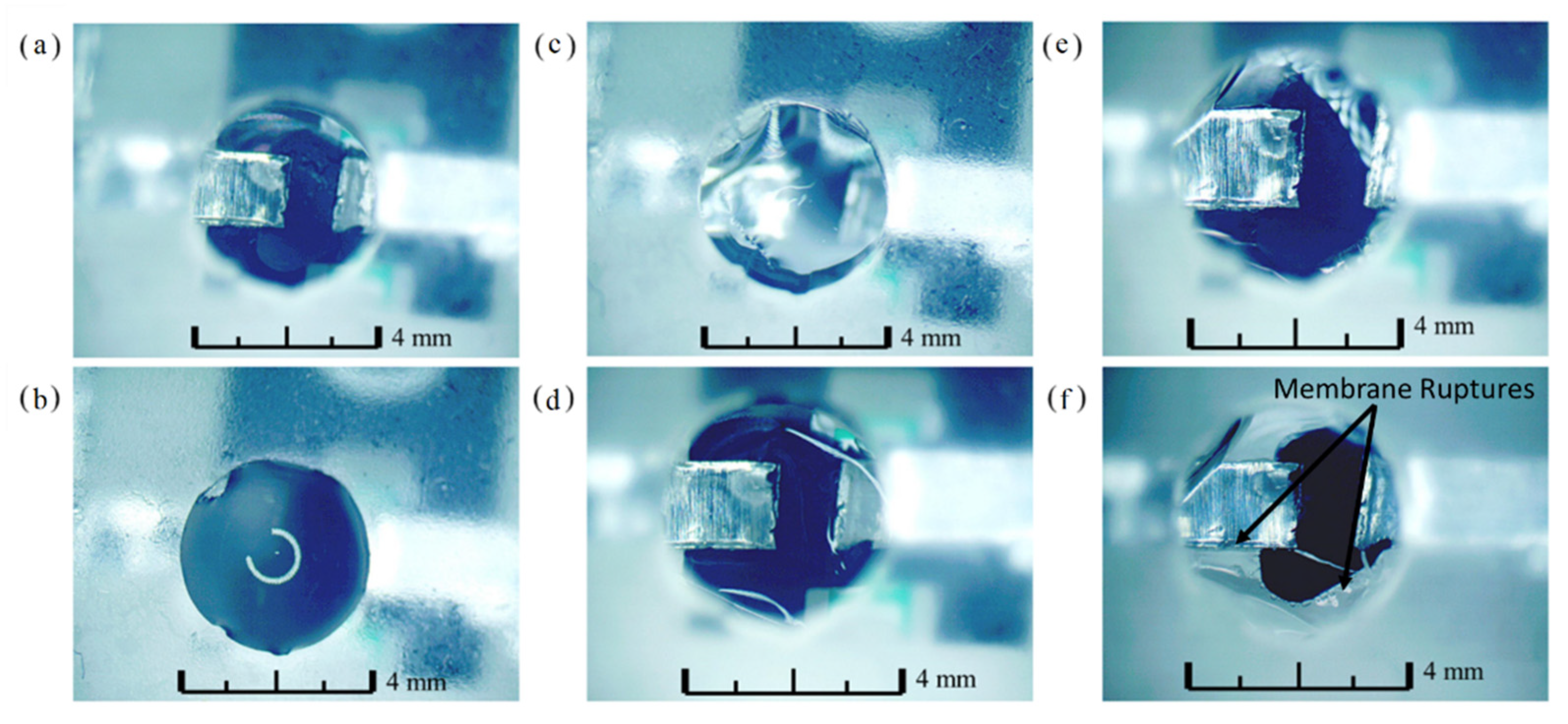Biosensors 12 00358 g005 Biosensors 12 00358 g005